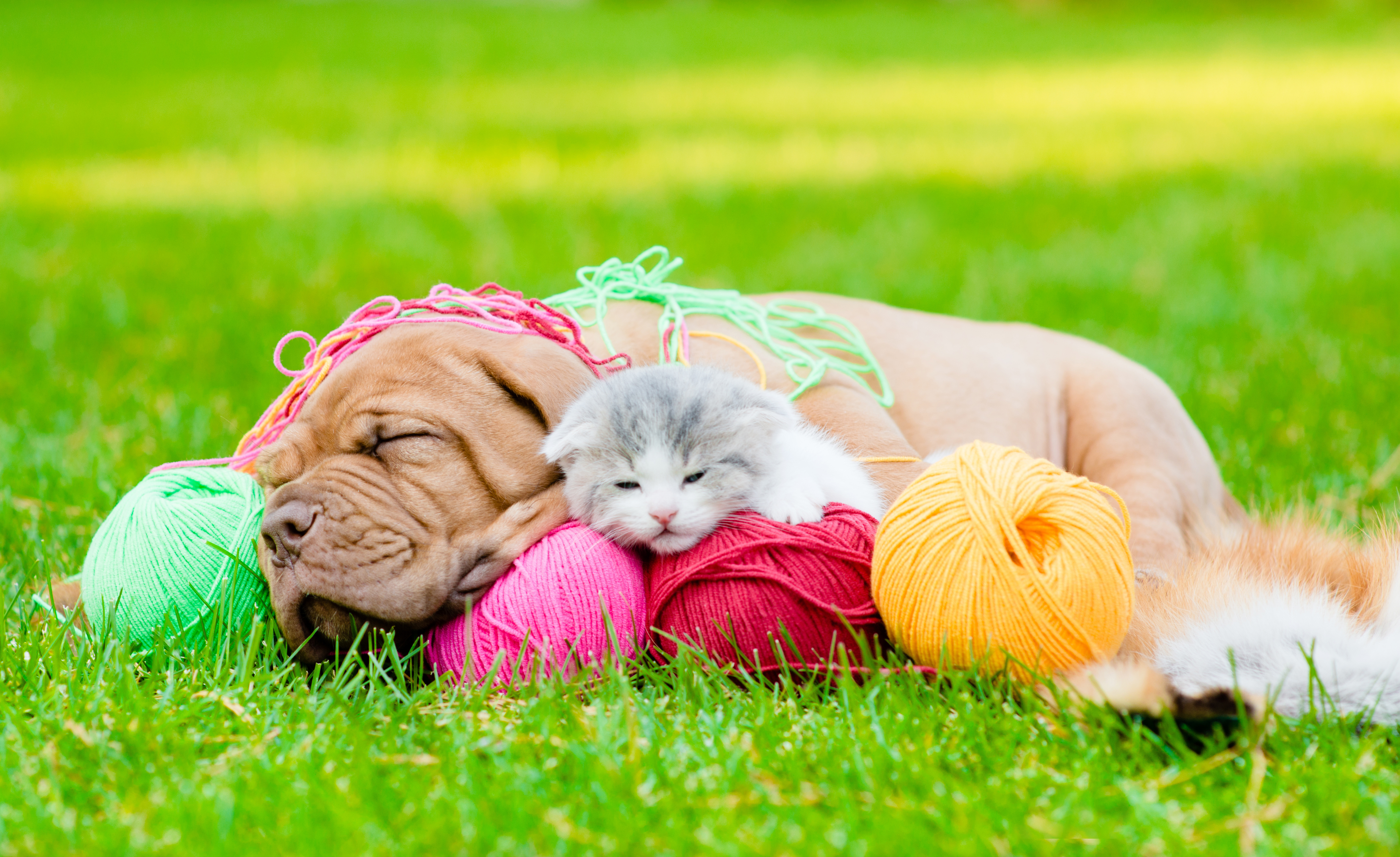 Grass, Cat, Kitten, Dog, Animal, Puppy