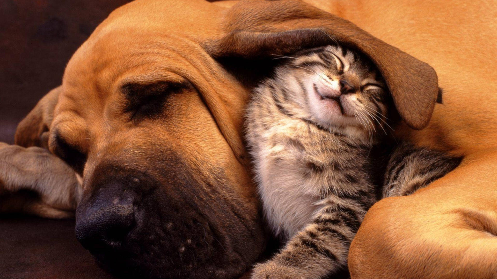 Cat And Dog Wallpaper