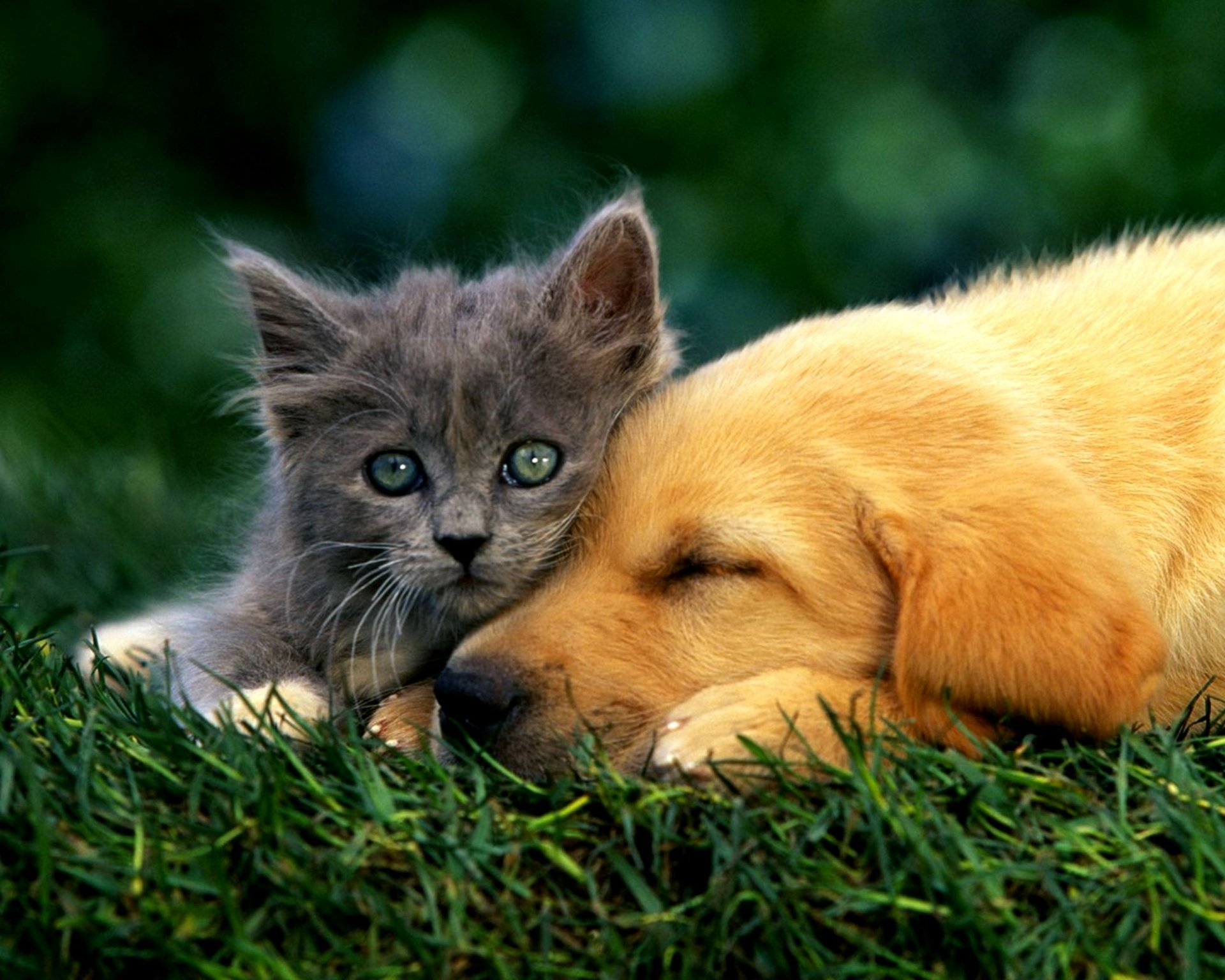 Animal Cat & Dog HD Wallpaper
