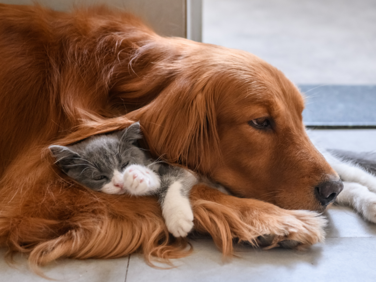 Dog Babysits Kittens for Owner's Cat