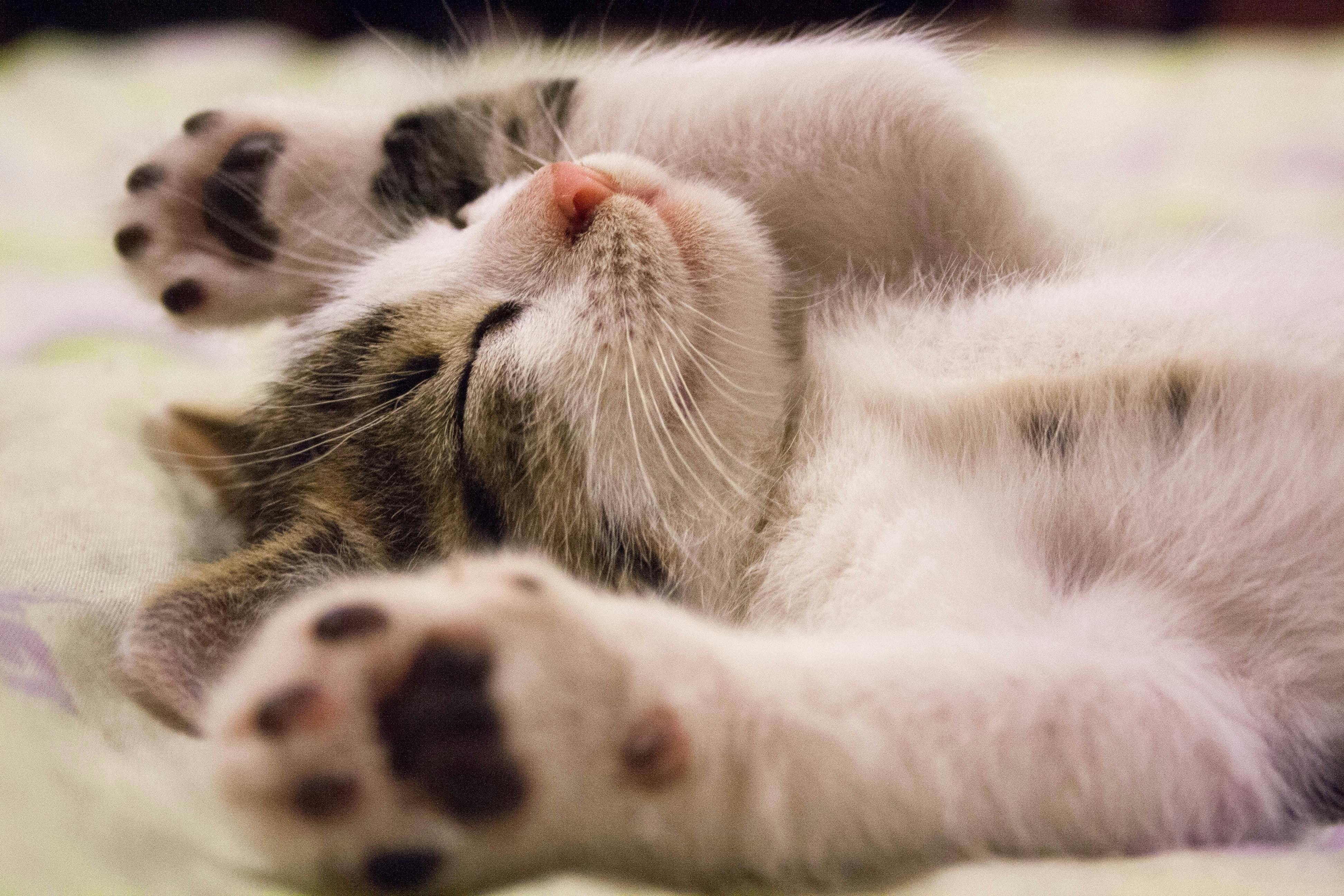 Funny Cat Photo, Download The BEST