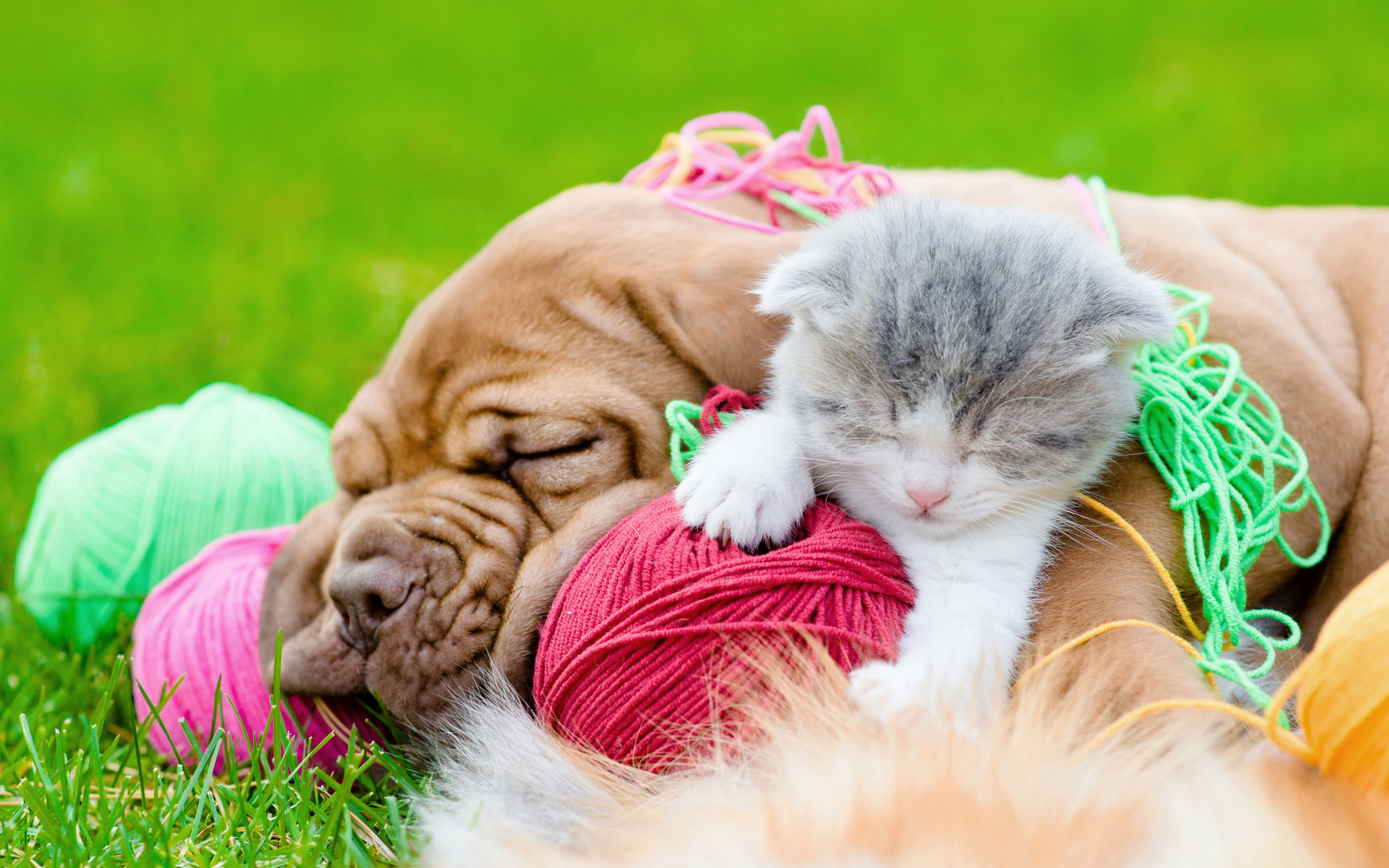 Baby Animal Cat Dog Kitten Pet Puppy