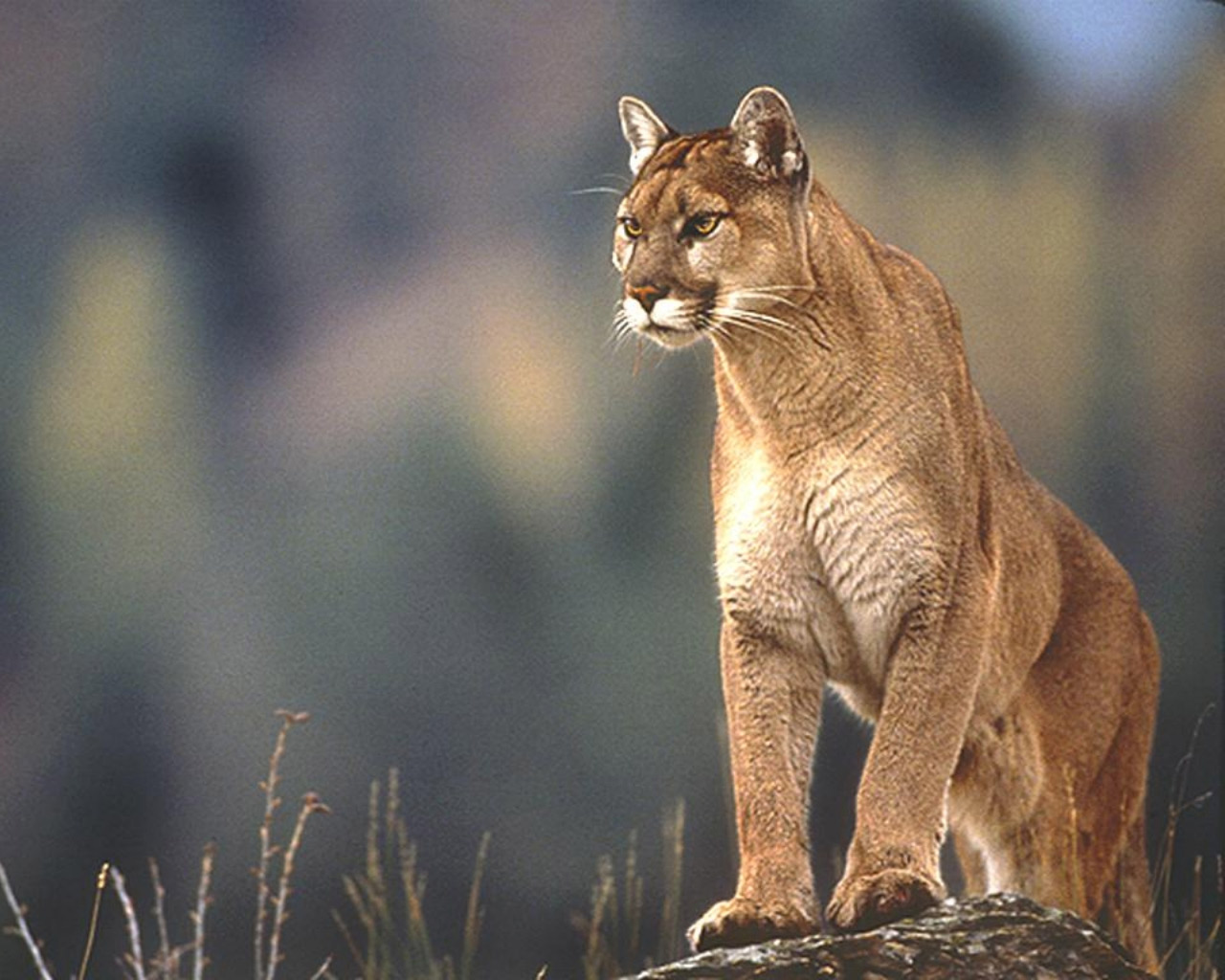 Windows 98 or Win98 Plus Wallpaper