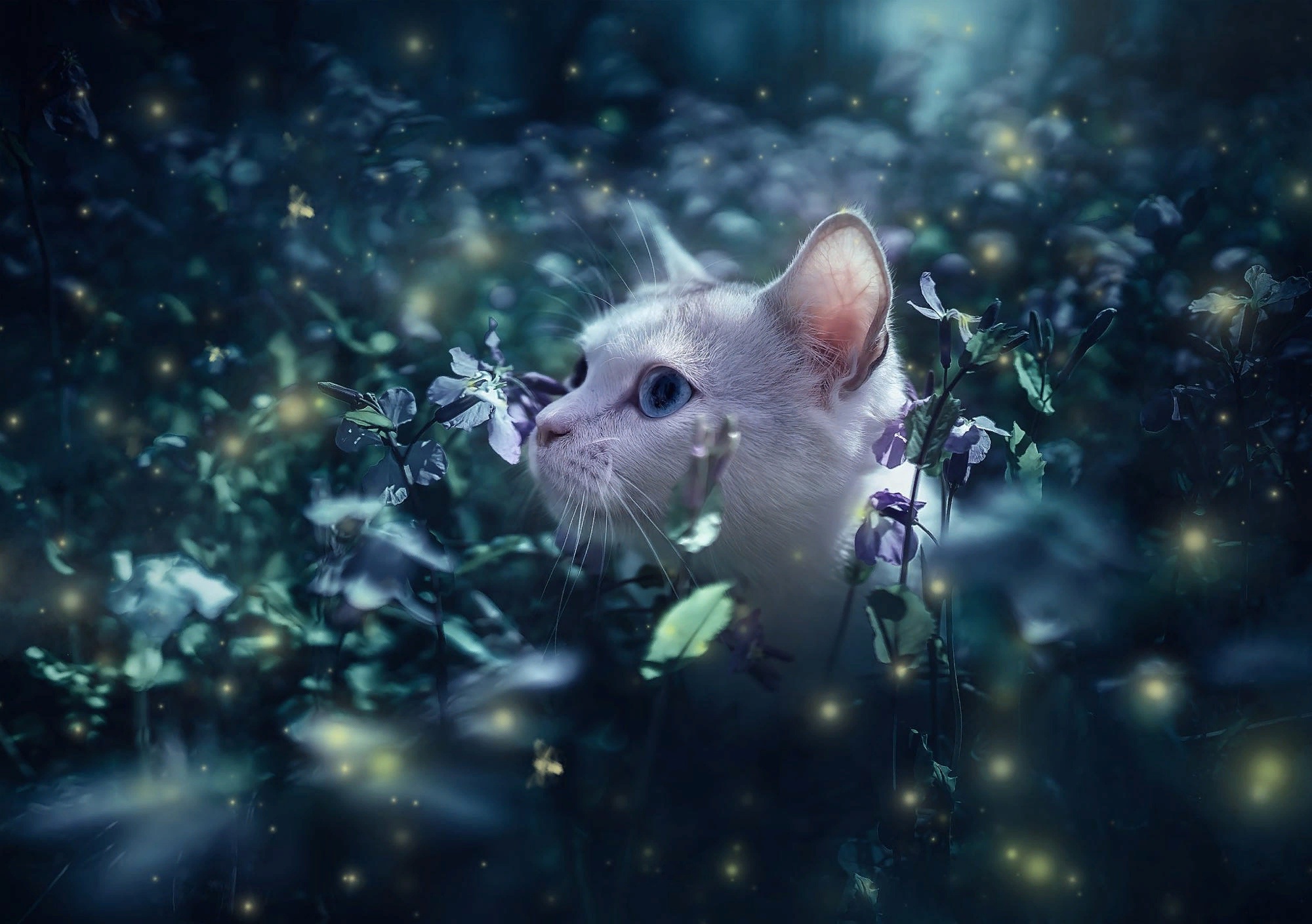 Animal Cat HD Wallpaper