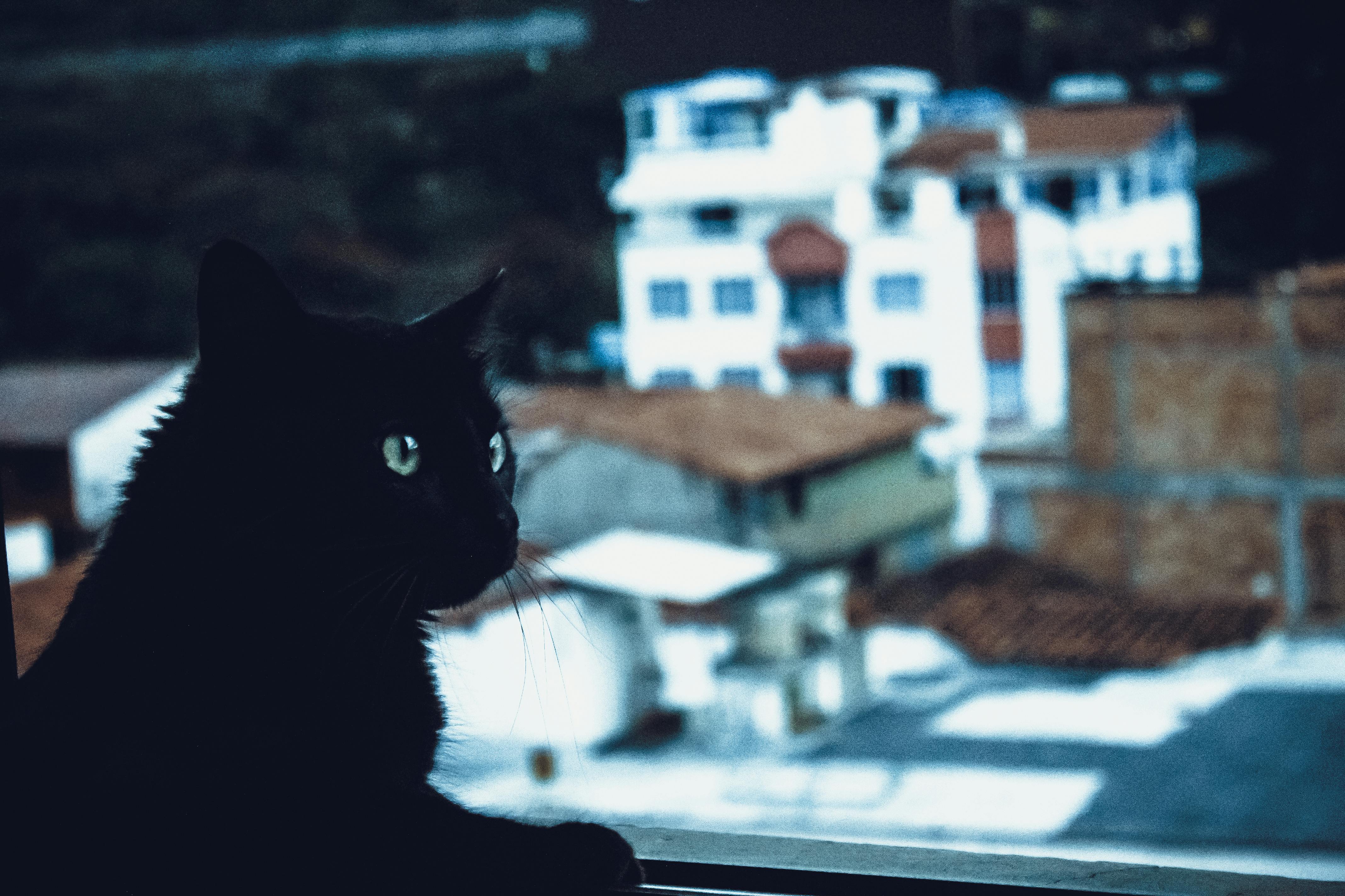 200,Best Black Cat Photo · 100