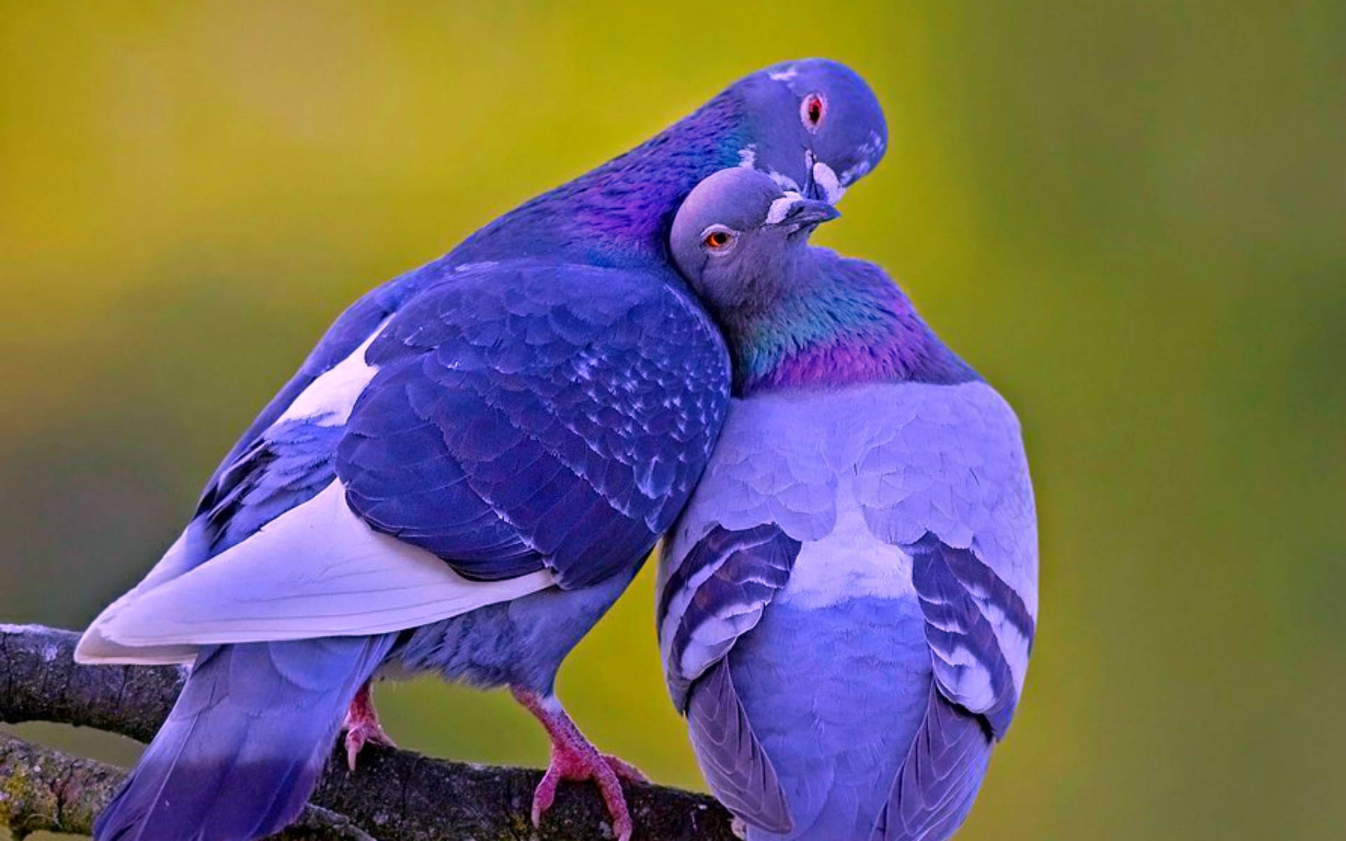 Download Purple Love Birds Wallpaper