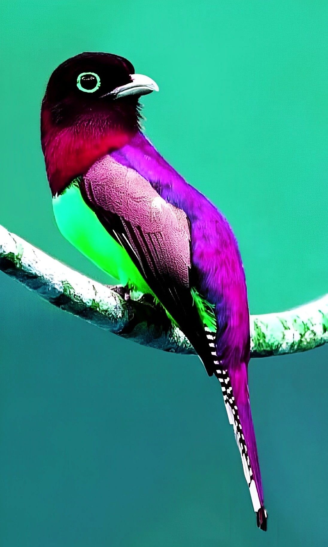 Beautiful birds, Exotic birds, Bird