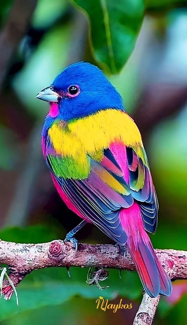 The bird wallpaper. Beautiful birds