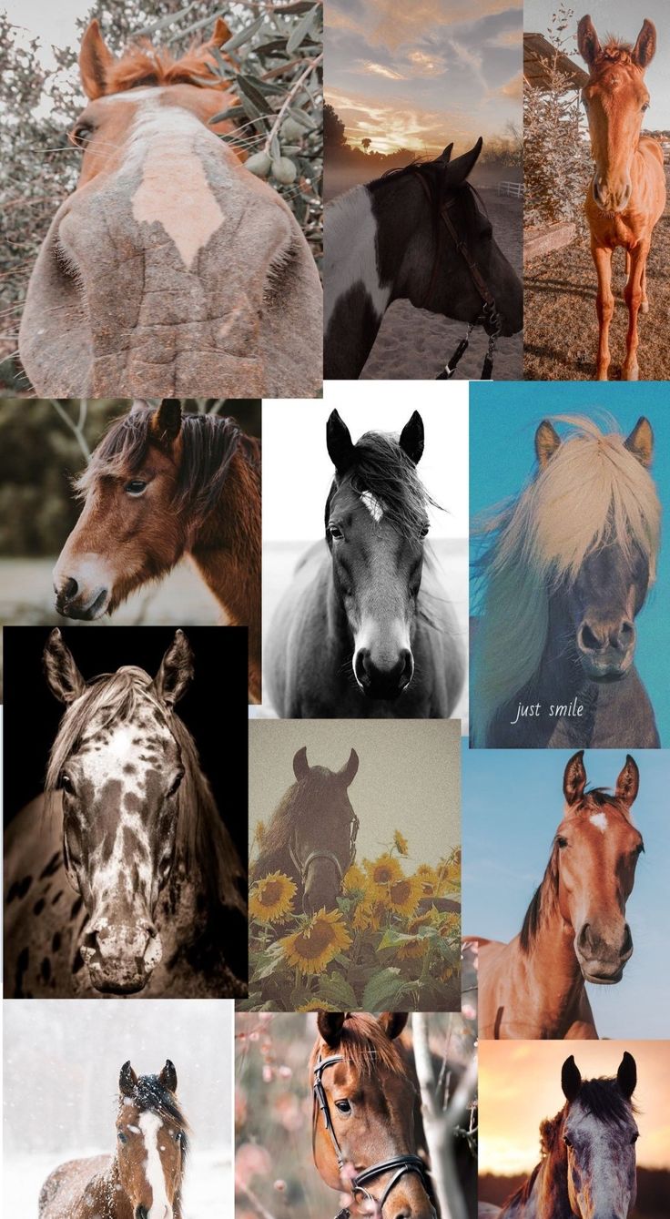 Horse wallpaper for your device