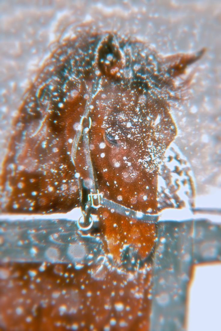 Aesthetic Wallpaper: Brown Horse