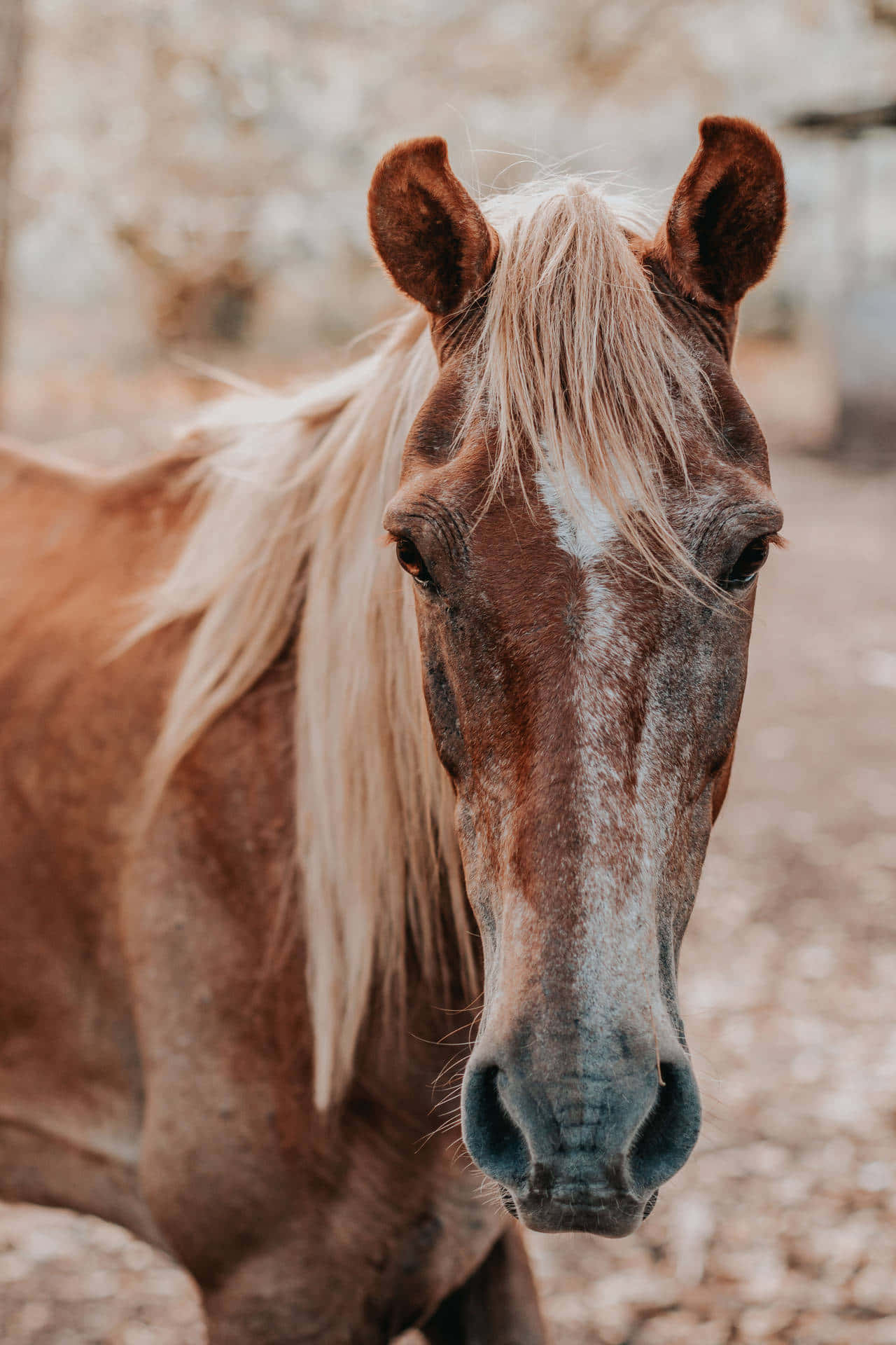 Download A graceful, powerful and majestic powerful horse in the lush green pasture looking tranquility. Wallpaper