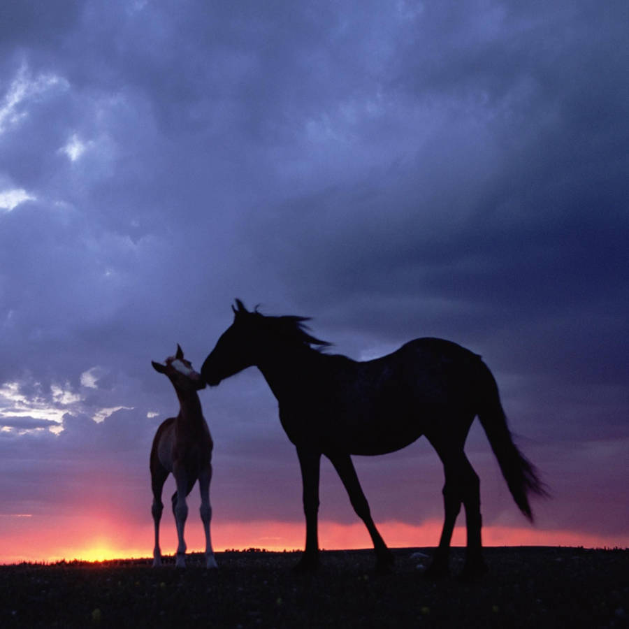 Download free Cute Horse Under The Clouds Wallpaper