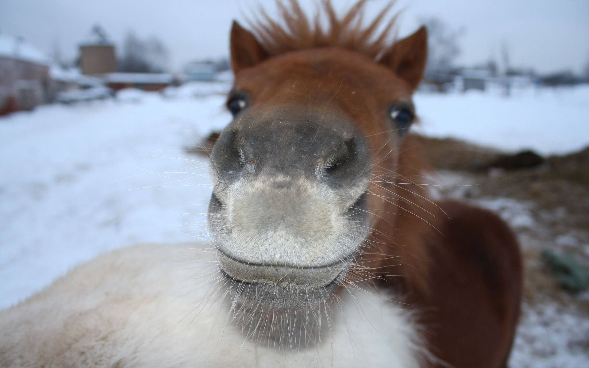 Download free Cute Horse With White Lip