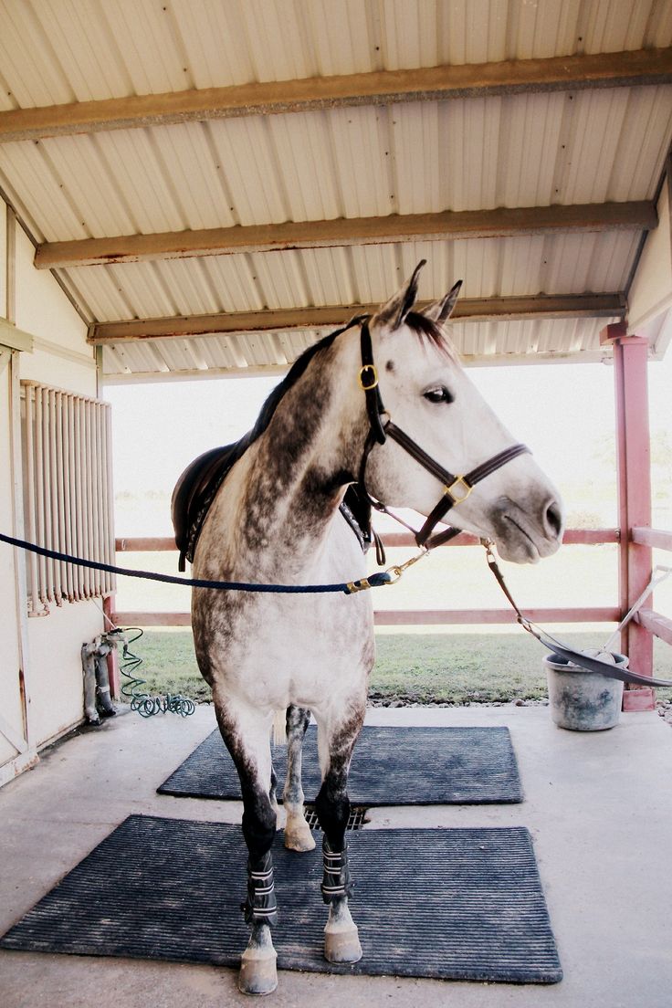 California Prep. Show horses, Cute
