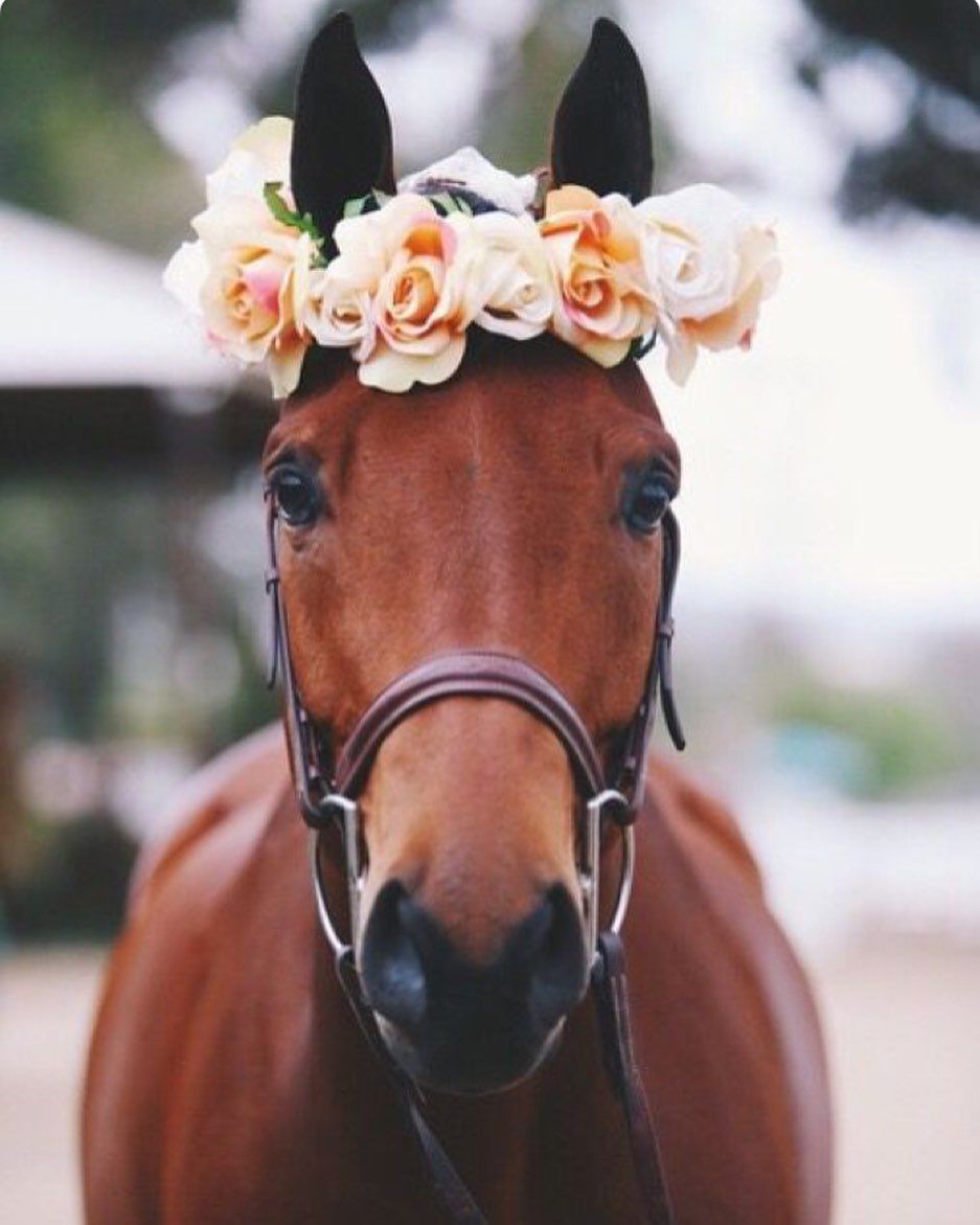 horseshoe #horseshow #horsesofig