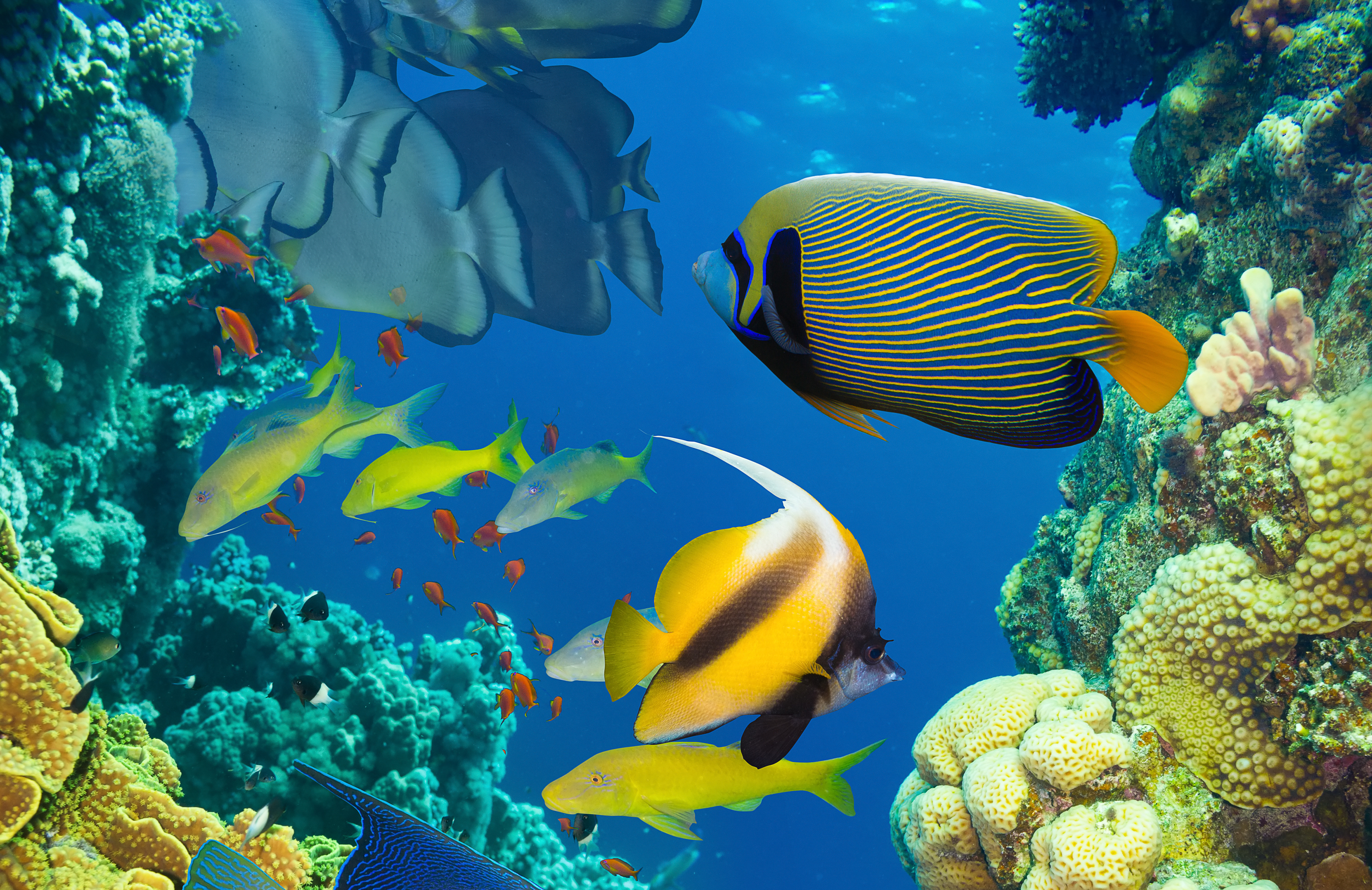 image Fish Underwater world Corals Sea