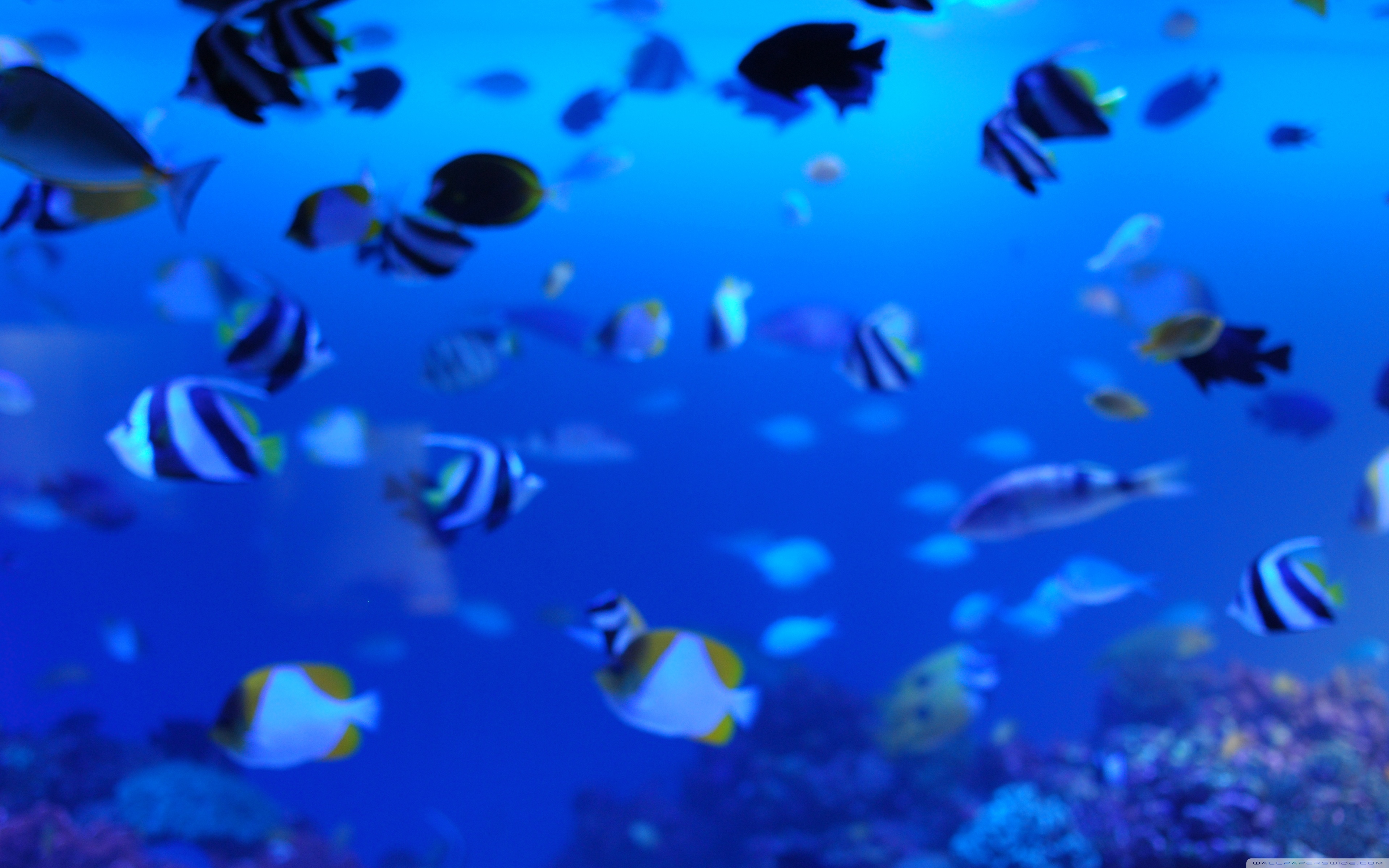 Marine Life Ultra HD Desktop Background