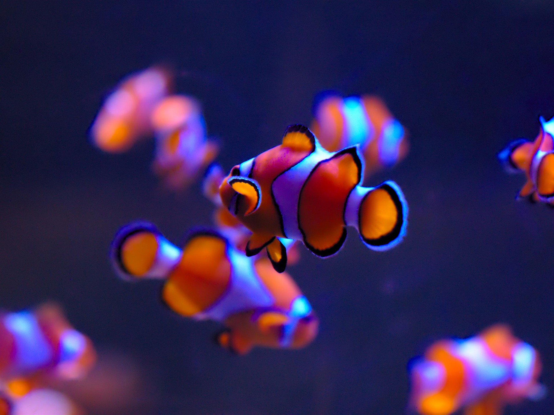 Clownfish Sea Life 2017 Animal HD
