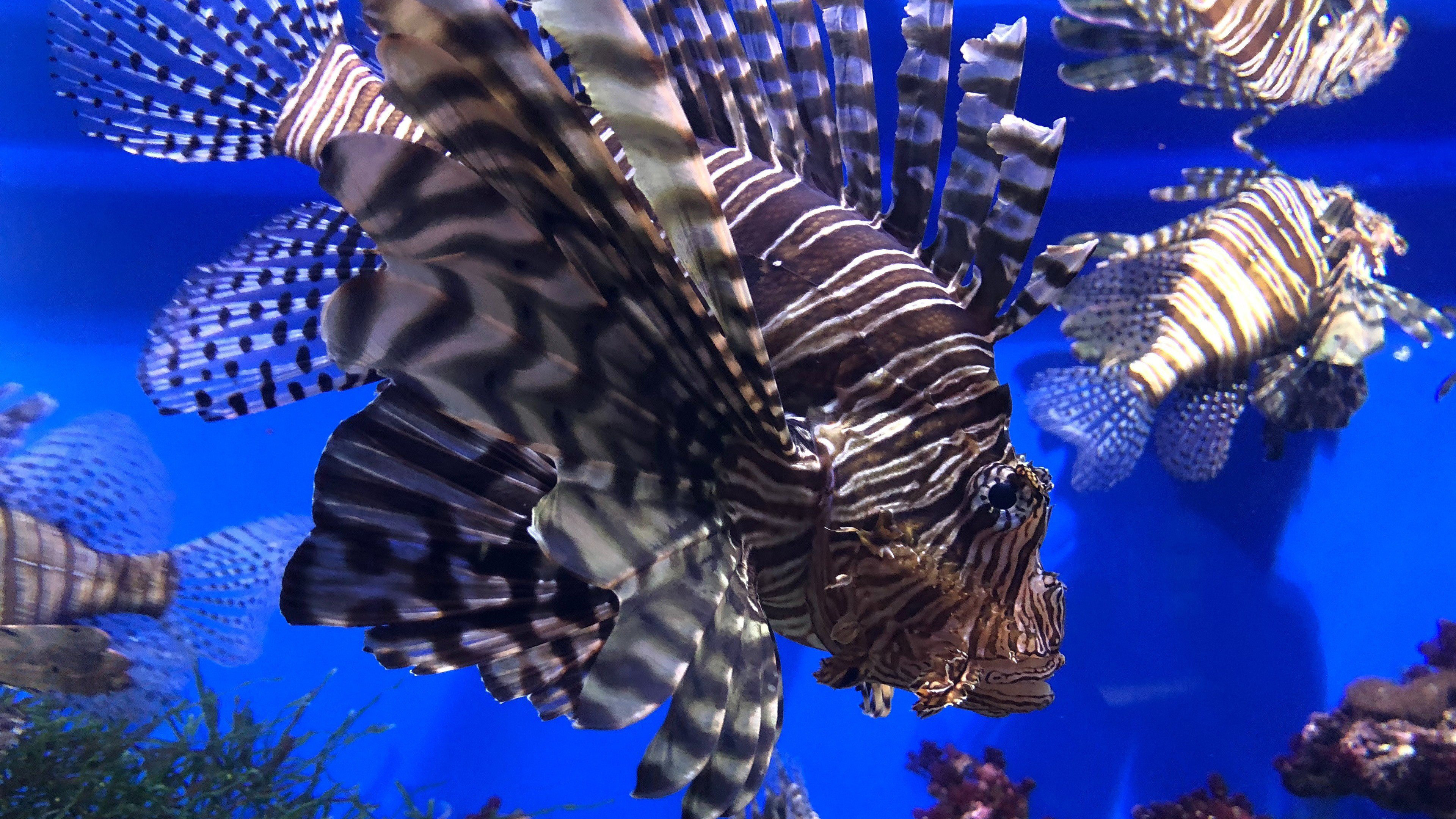 Sea Life Wallpaper 3840x2160 82384