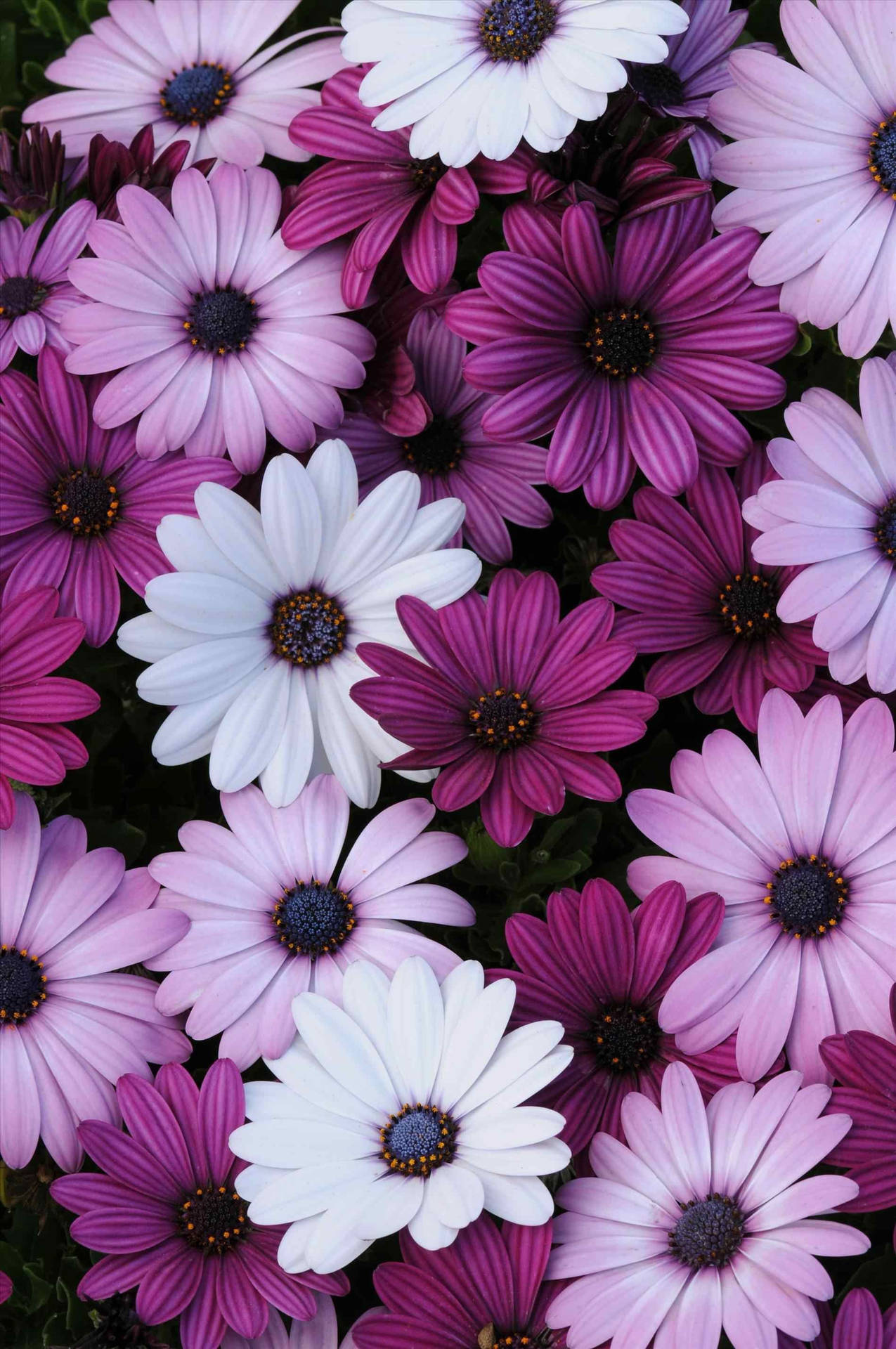 Aesthetic Purple Flower Wallpaper