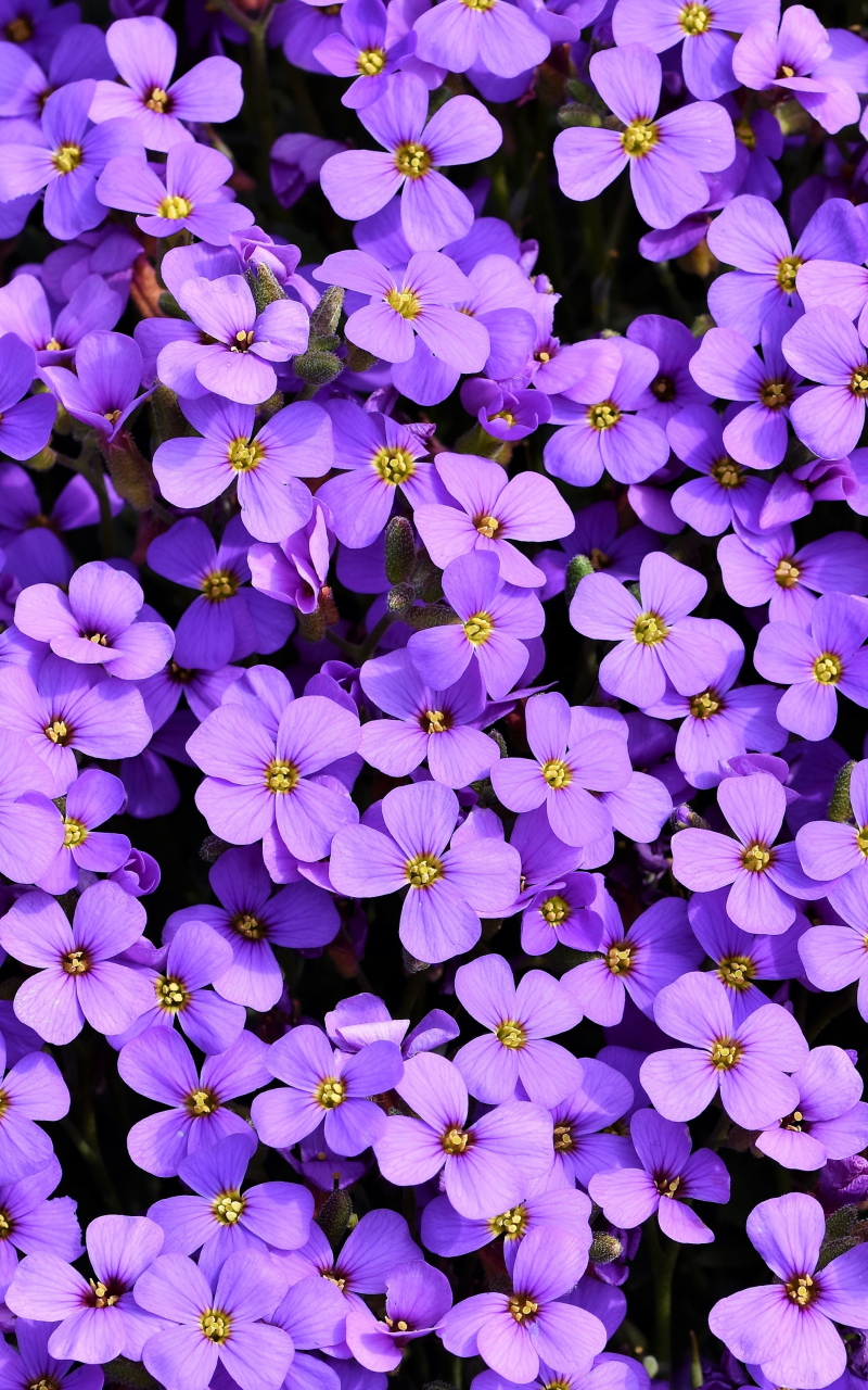 Download Aubrieta Purple Flower Plant