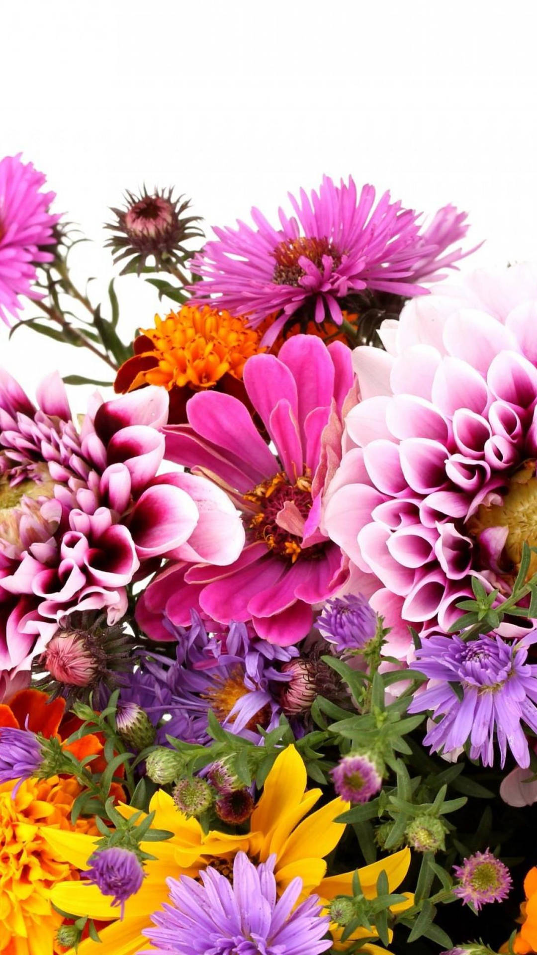 Download free Pink And Purple Flowers