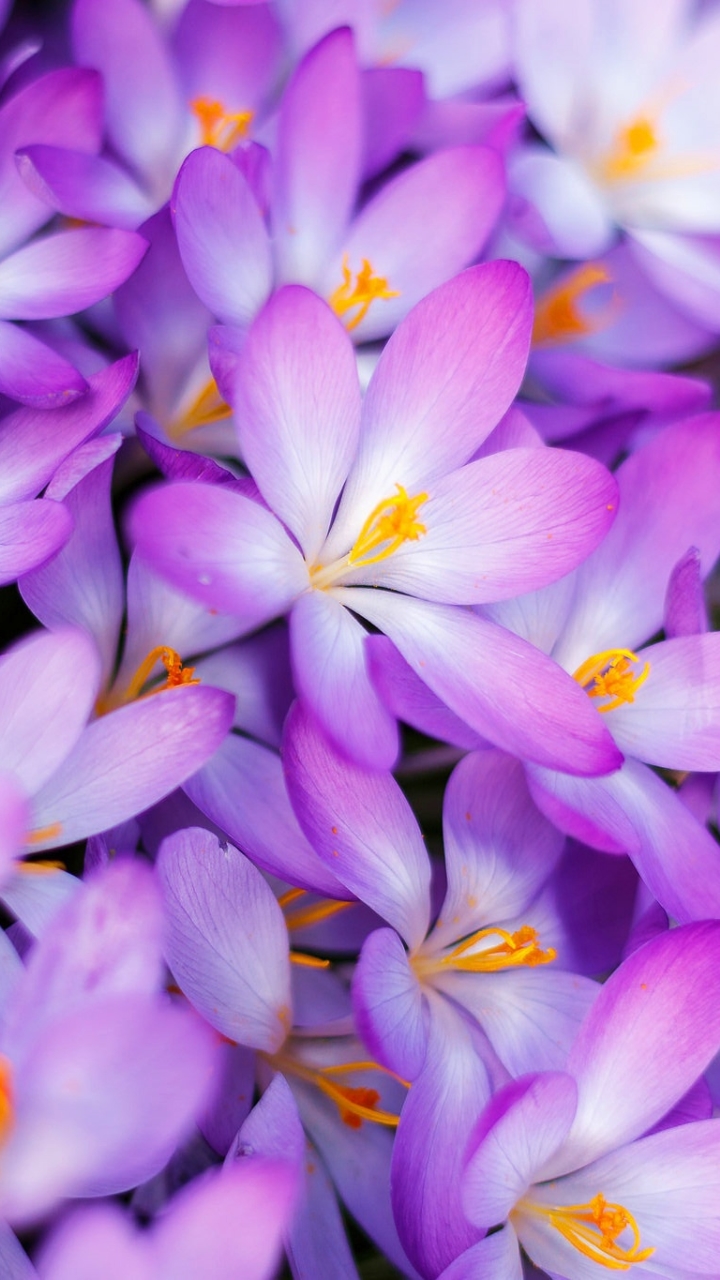 Download Purple Flower wallpaper
