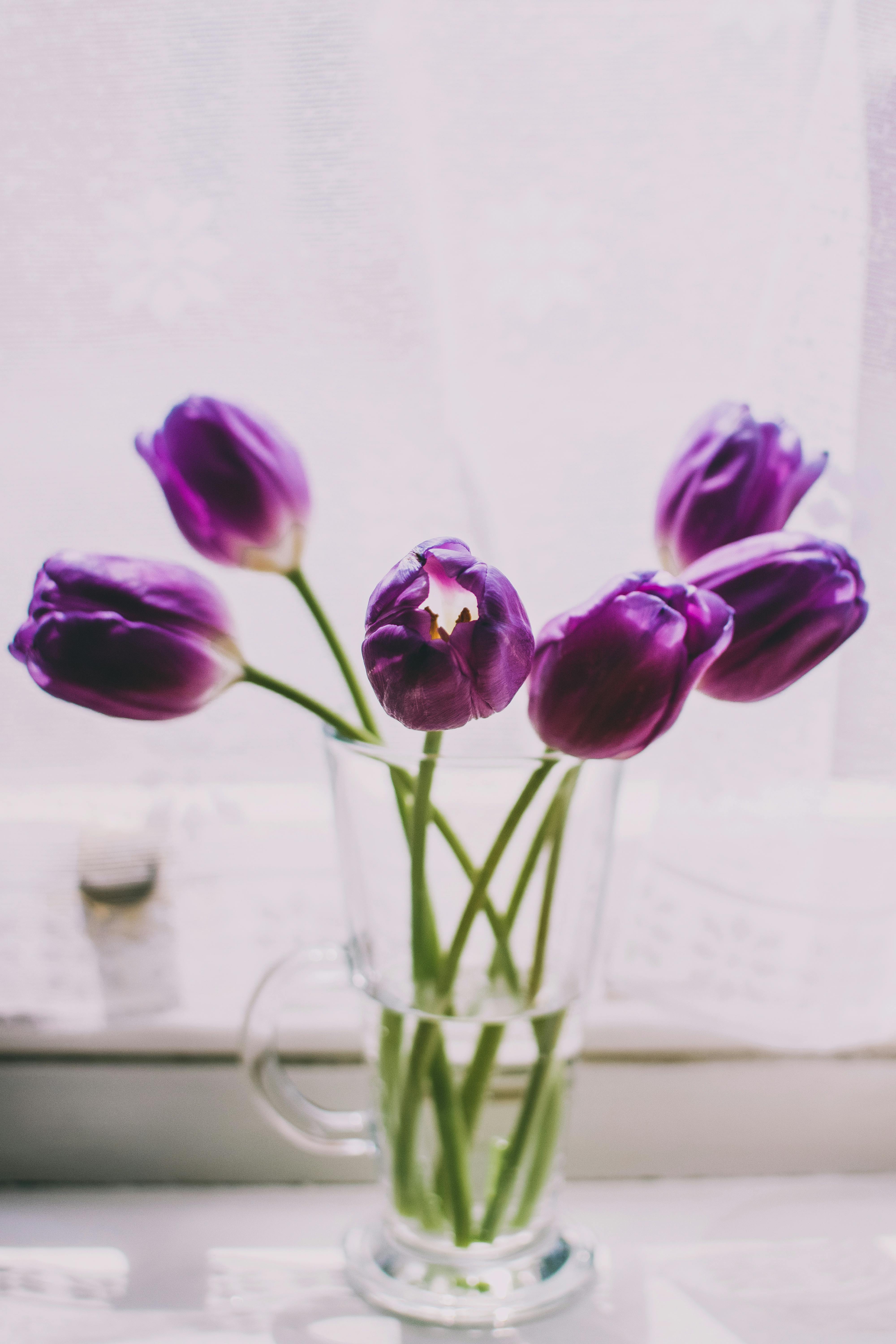 Purple Flowers · Free