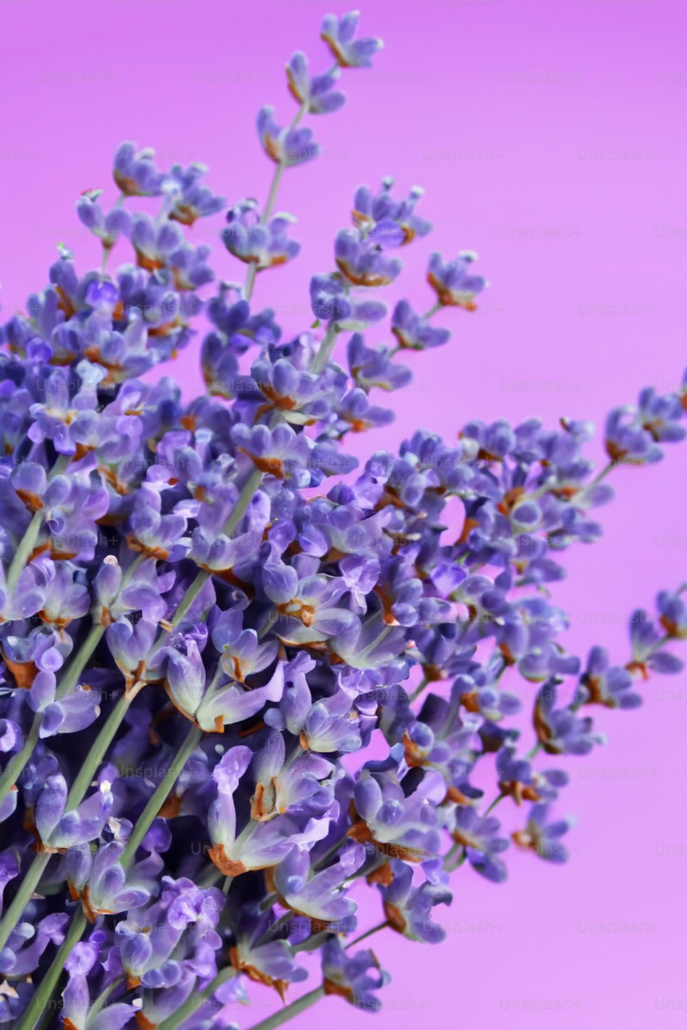 Purple Flower Picture. Download