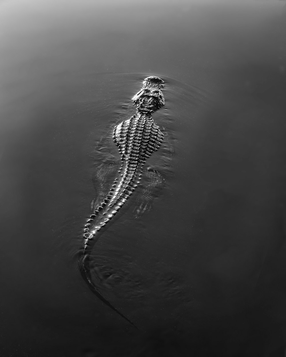 Crocodile Picture. Download Free
