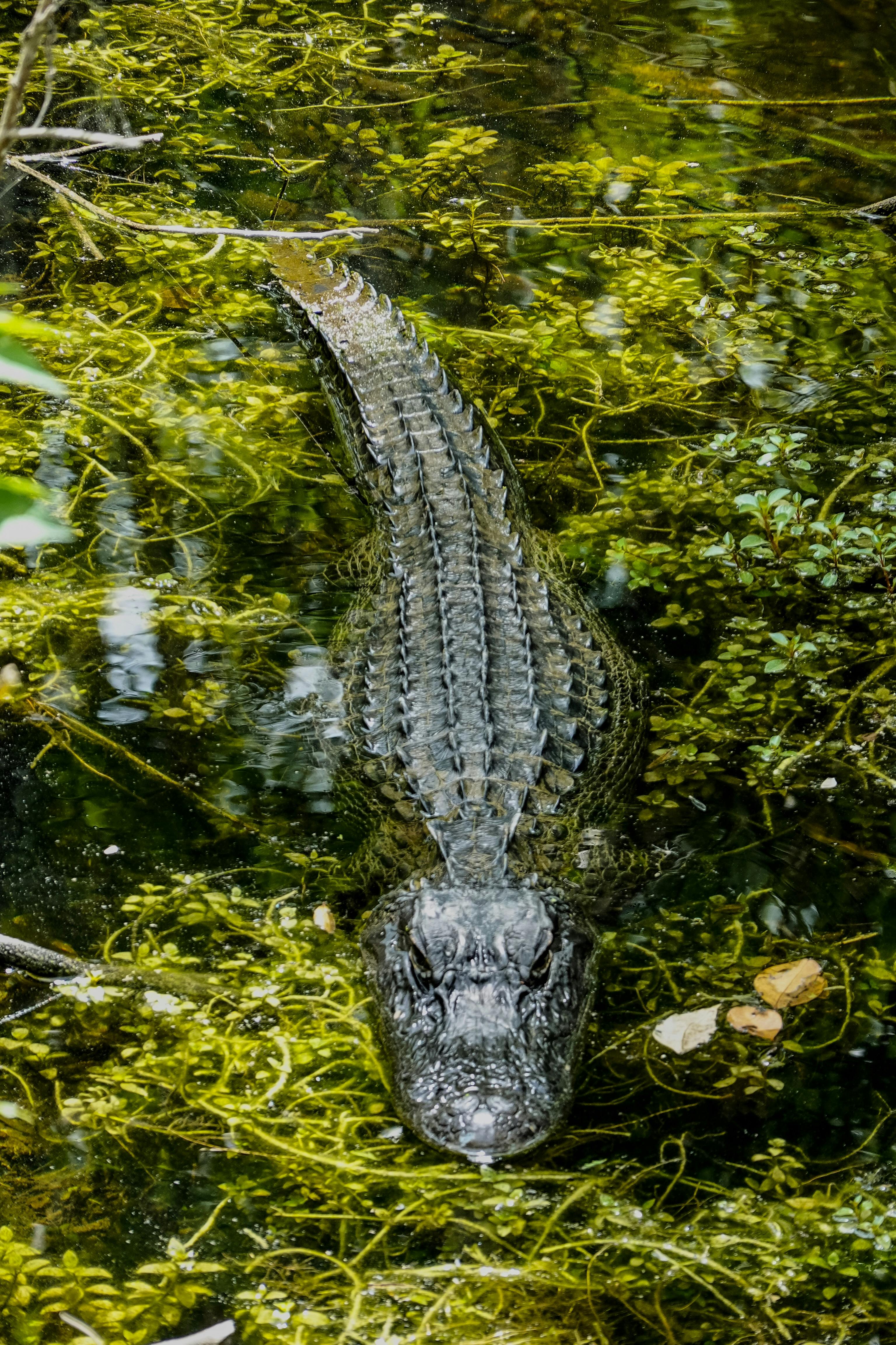 Crocodile Photo, Download The BEST