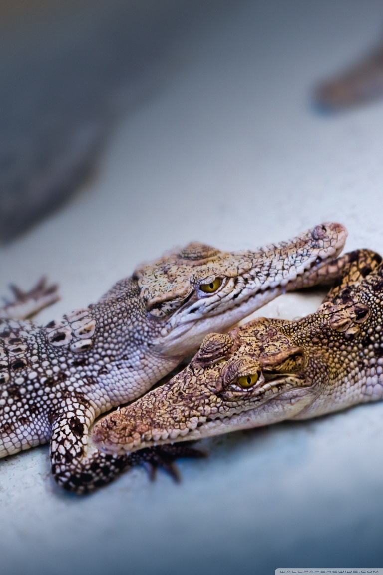 Baby Crocodiles Ultra HD Desktop