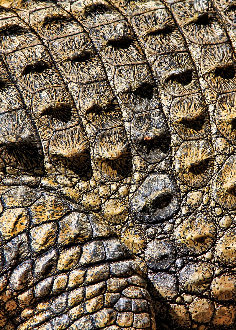 Crocodile Skin Background Image. Free