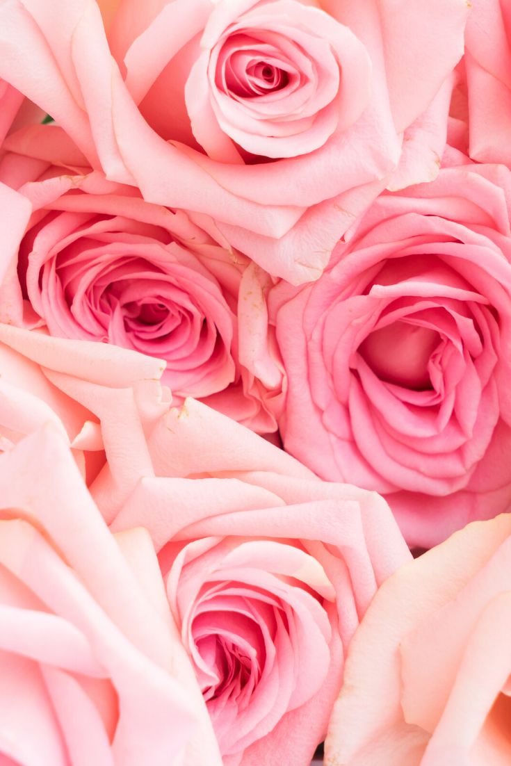 Pastel Pink Roses. Phone wallpaper