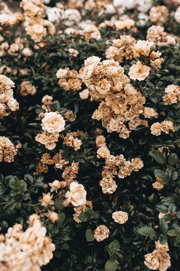 Pastel roses bush. Nature photography