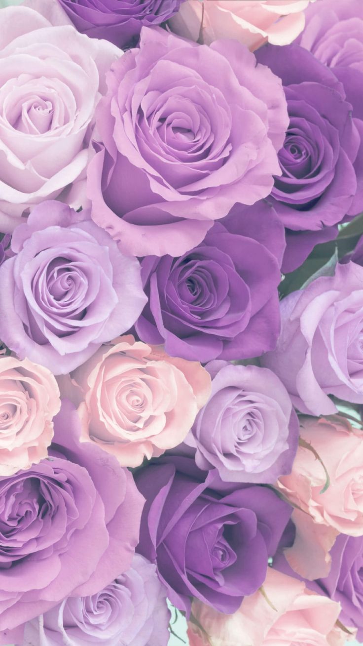 Pastel Lilac Roses. Flower phone