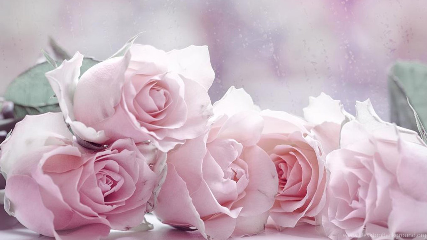 The Four Pastel Roses Wallpaper, Rose