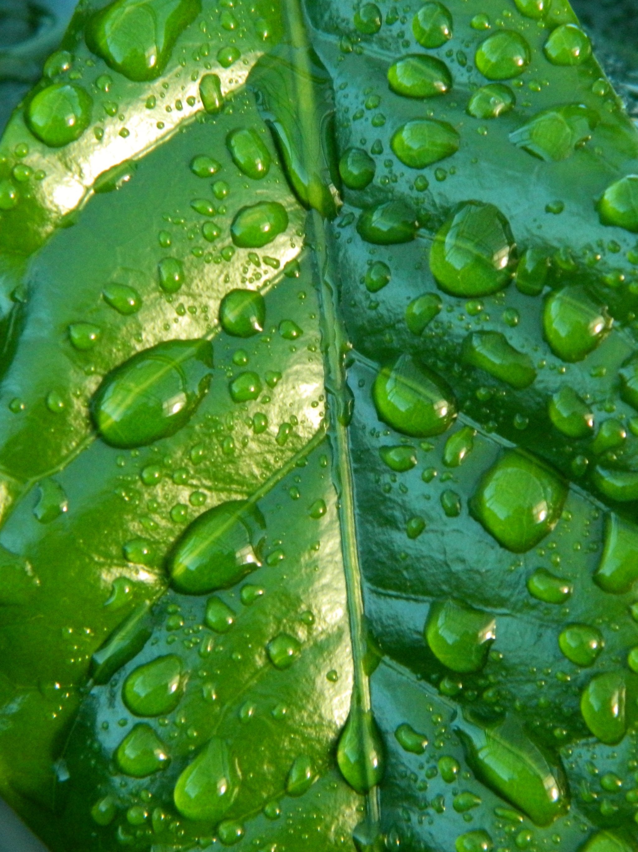 Raindrops on Leaf Wallpaper