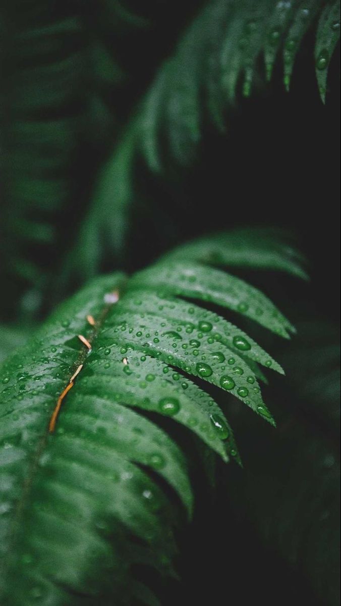 Leaf rain drops. iPhone wallpaper