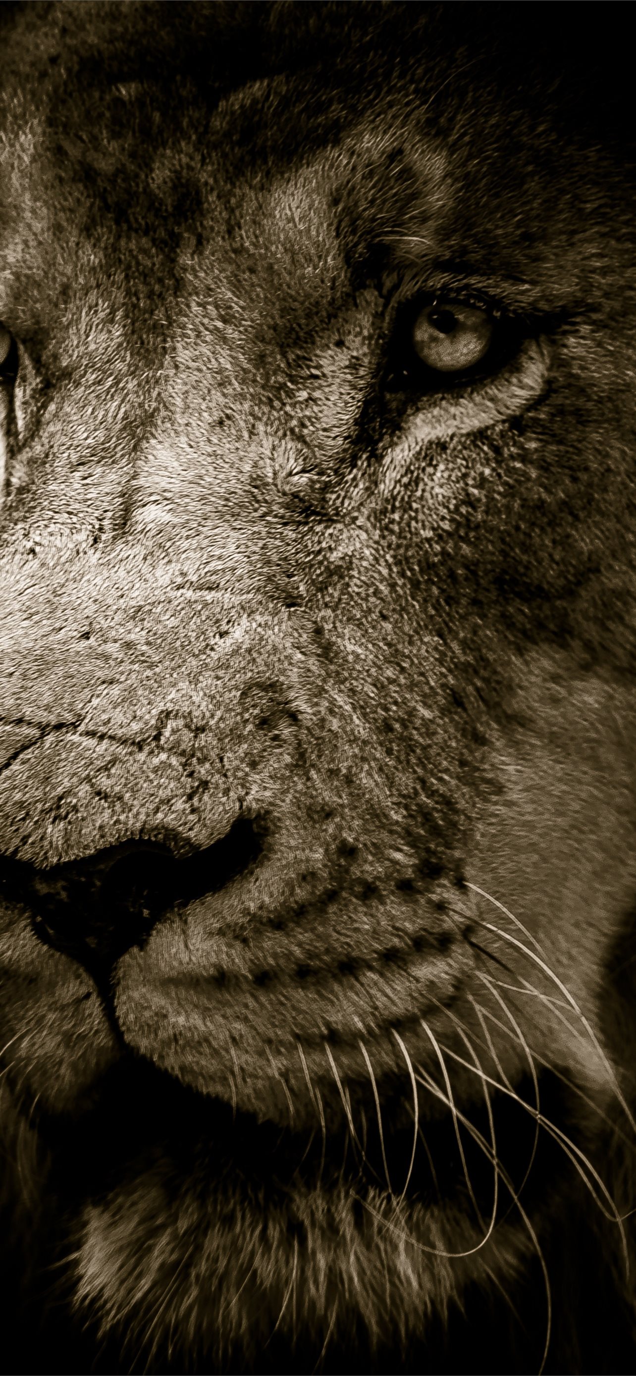 iPhone 4k Lion Wallpapers - Wallpaper Cave