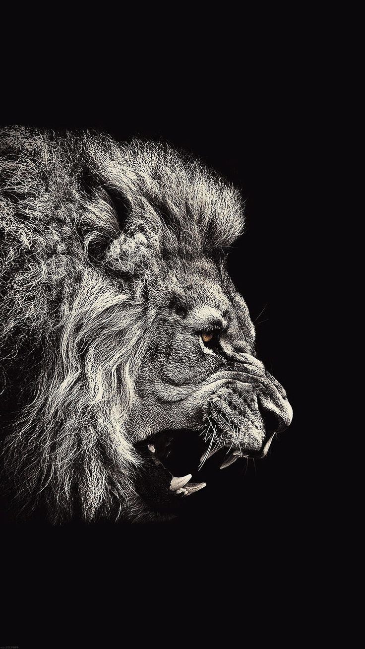 Wallpaper 4K iPhone Lion Ideas. Lion
