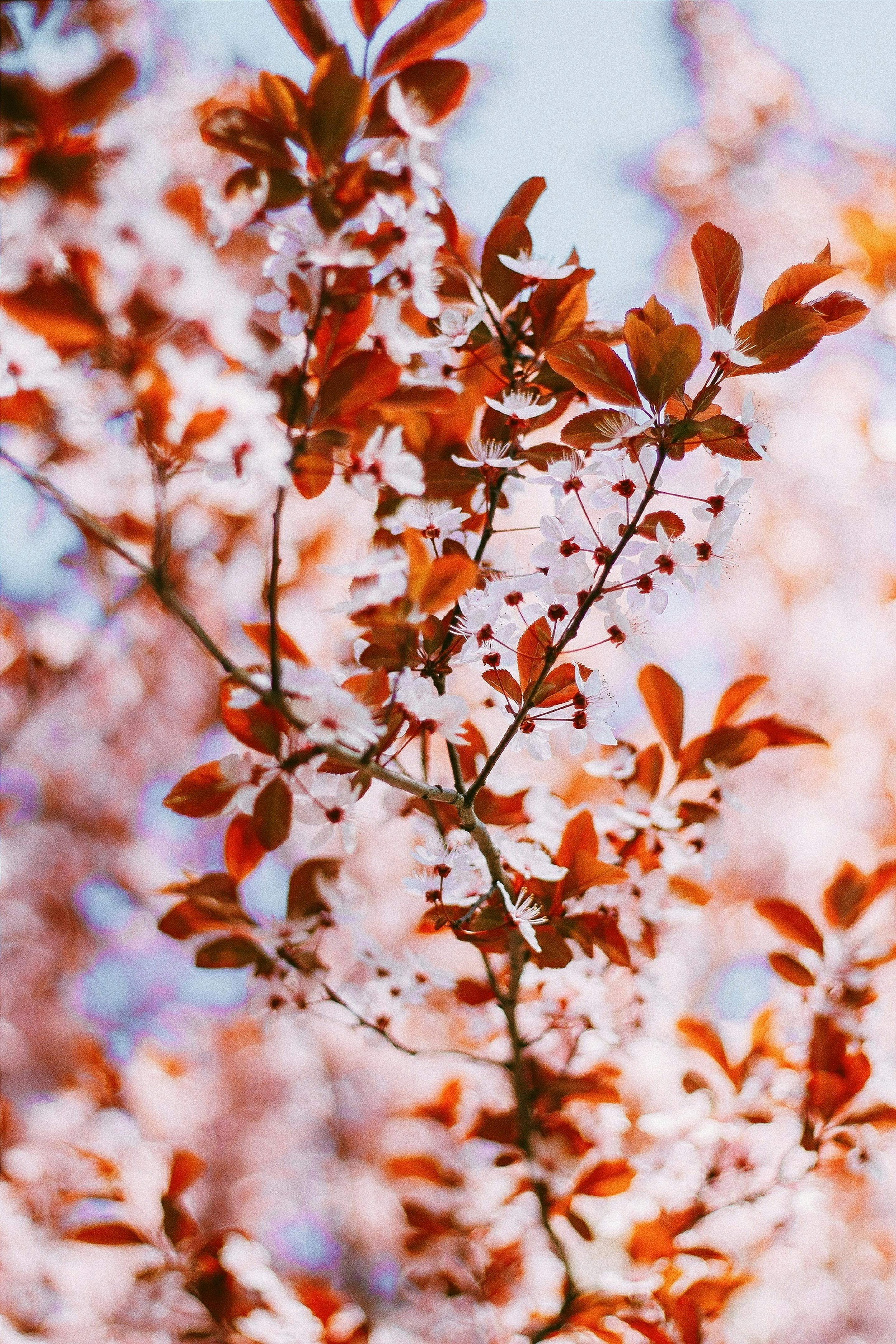 Plum Tree Photo, Download The BEST