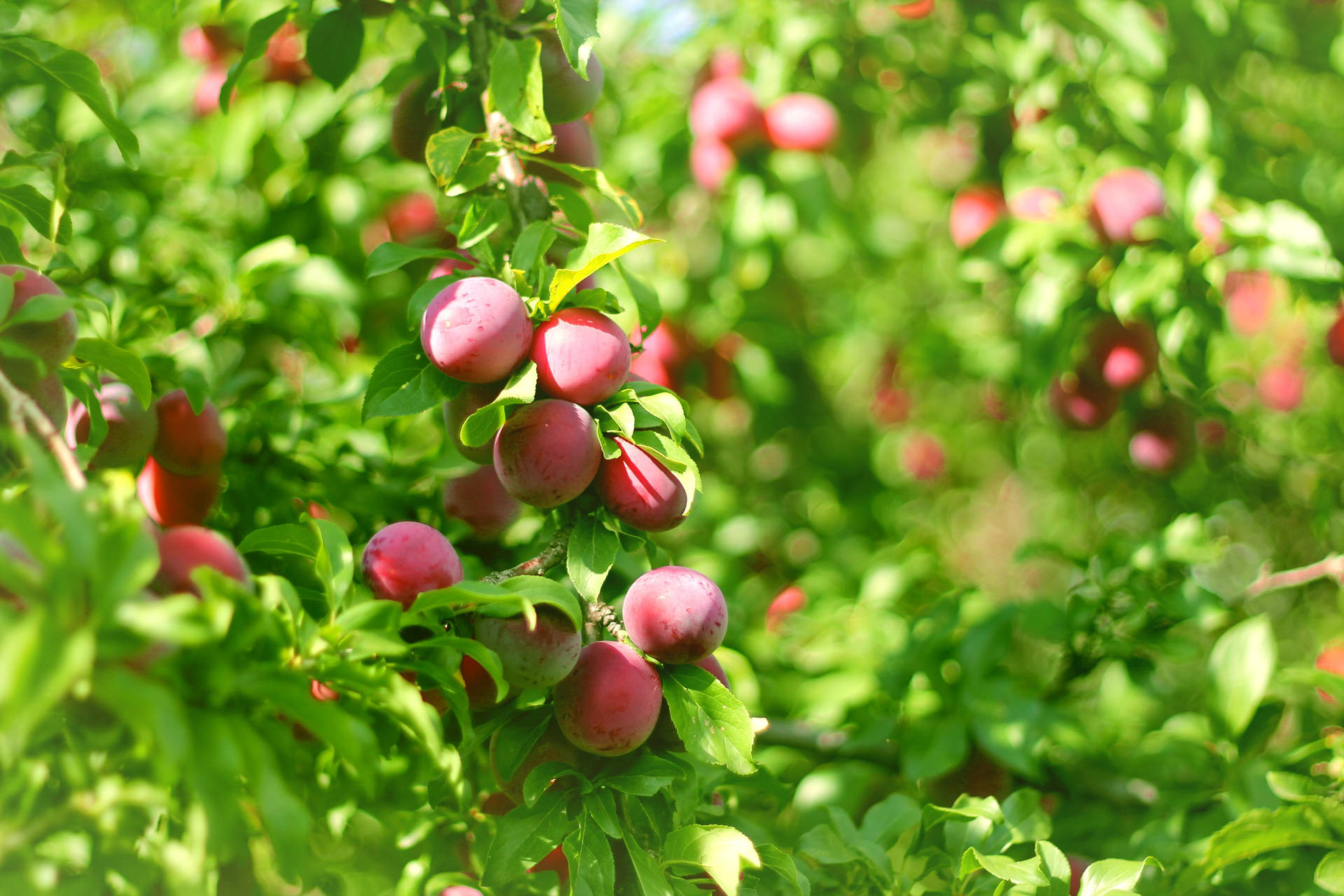 Download Plum Fruits Dangling On A Tree