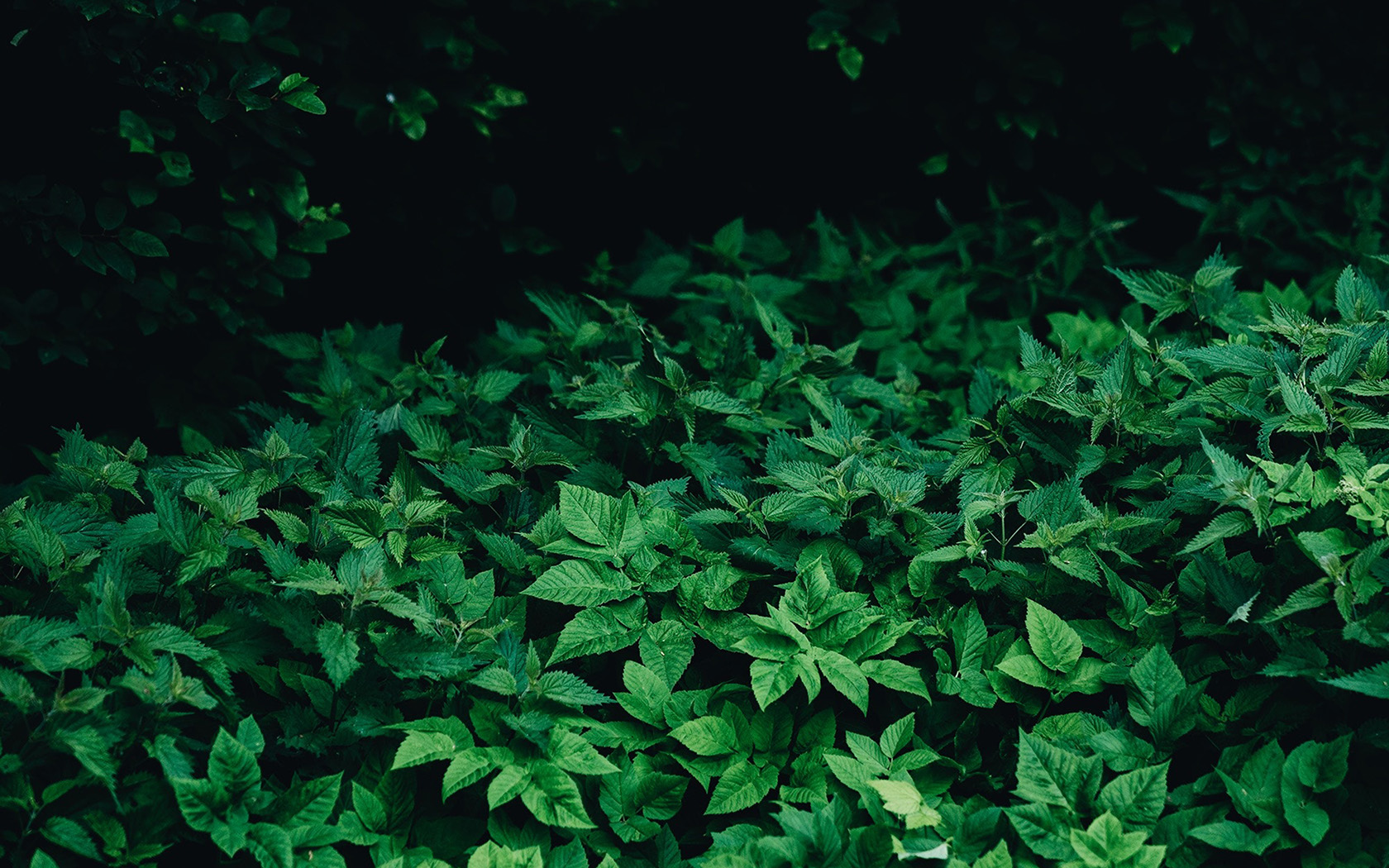Leaf Wood Mountain Flower Green Nature