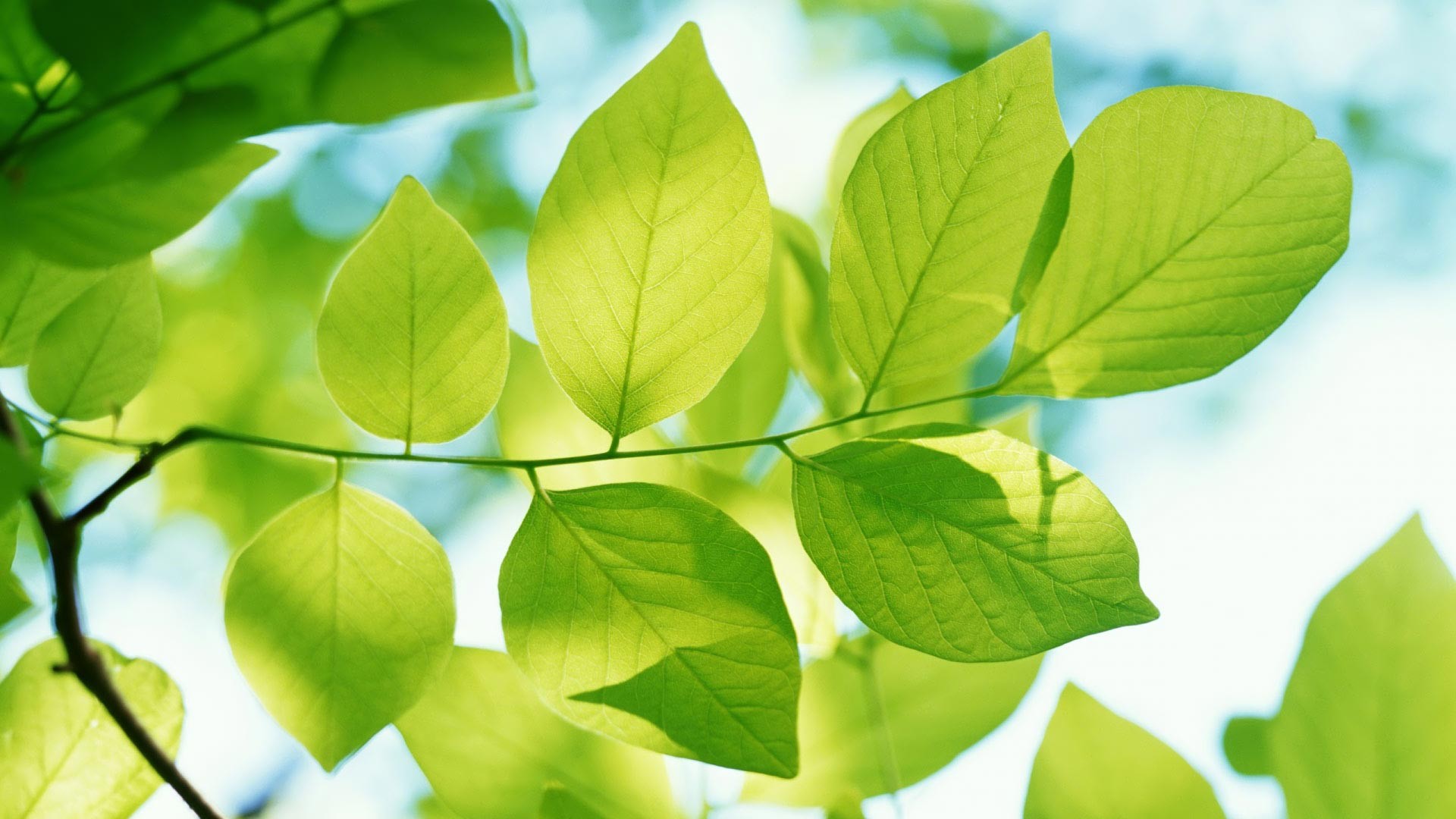 Nature Leaf HD Wallpaper