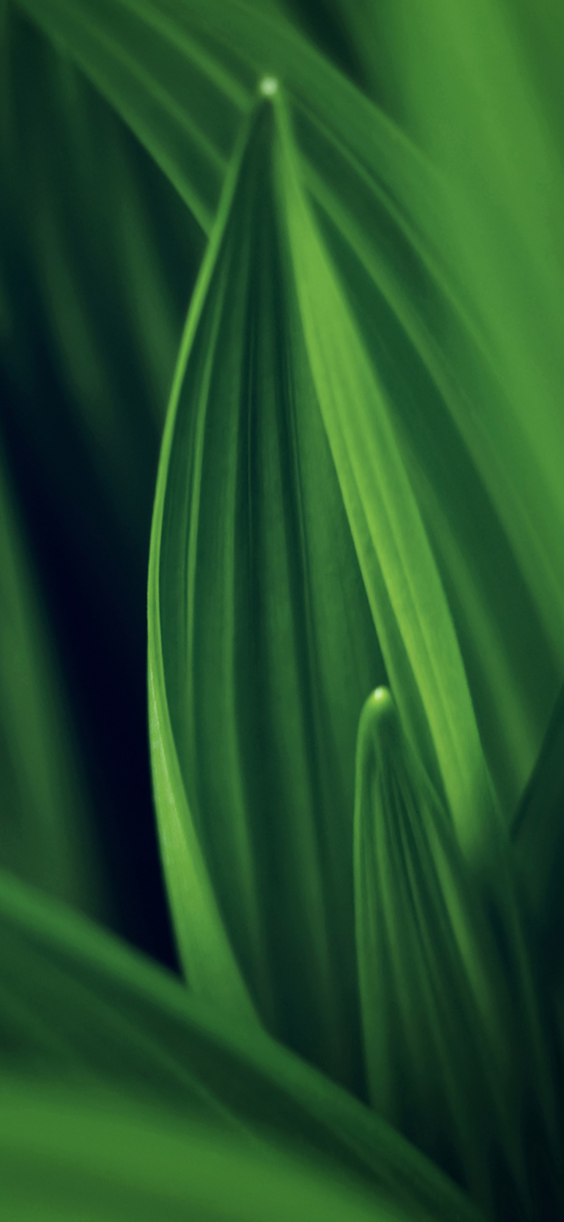 iPhoneXpapers nature green