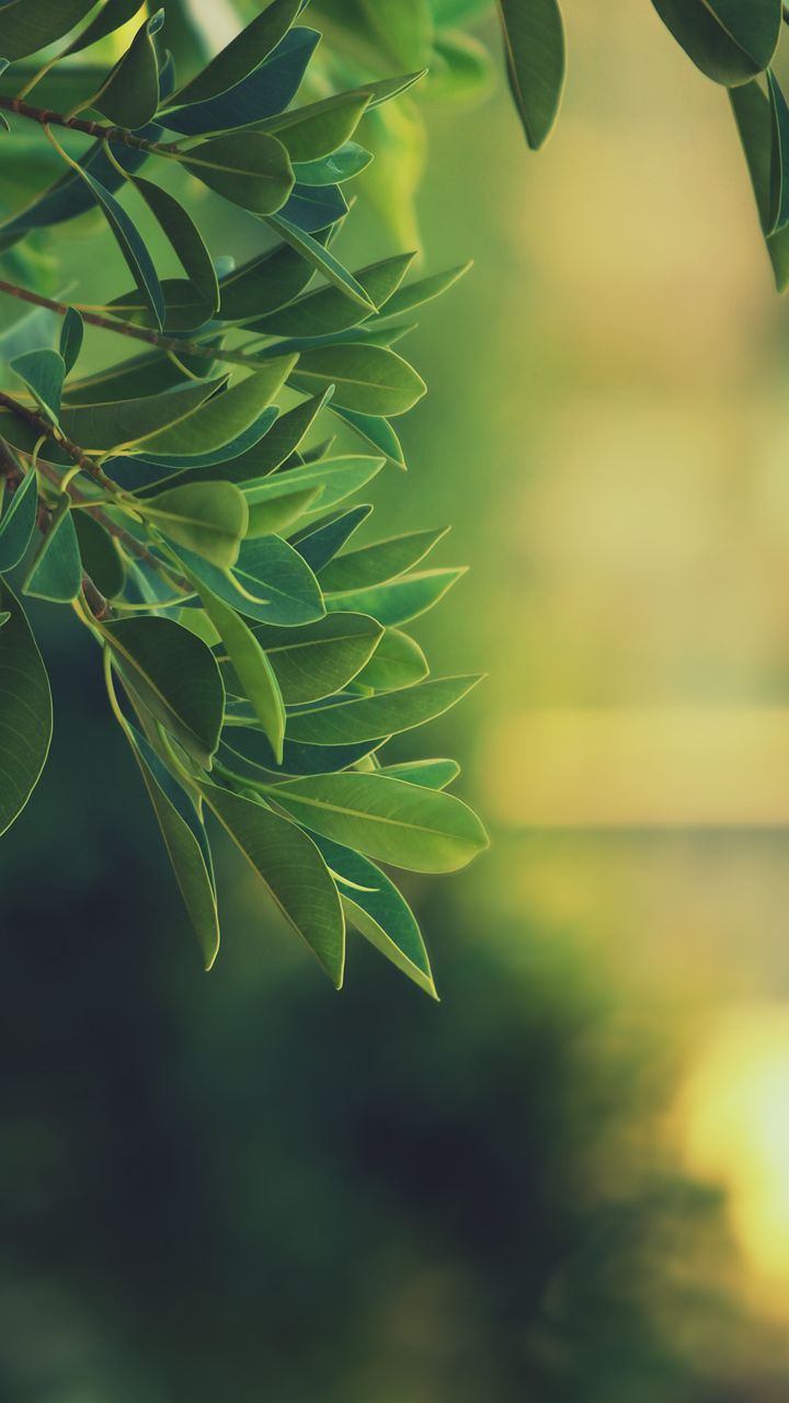 Hd nature wallpaper, Nature wallpaper