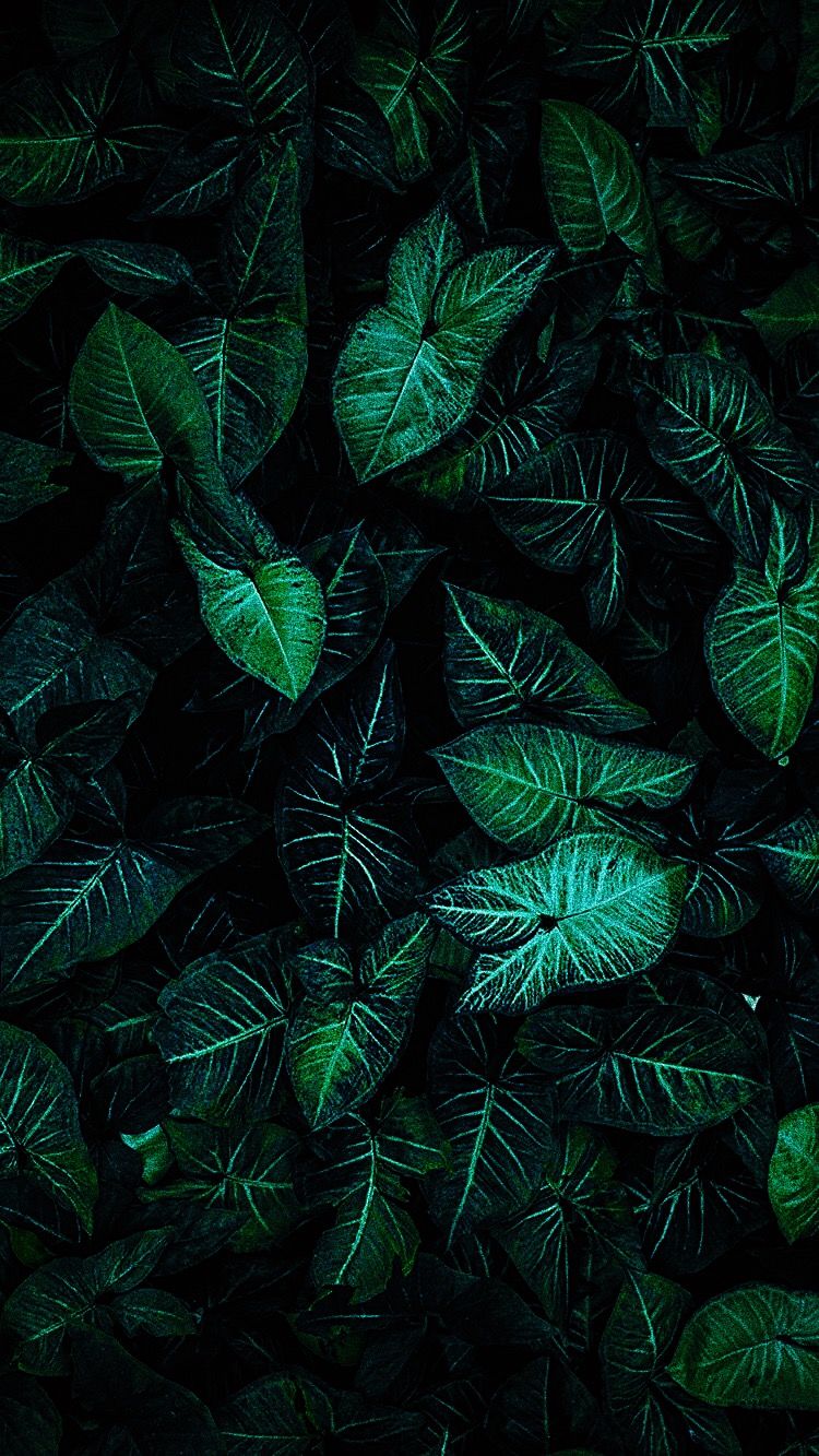 Beautiful nature wallpaper HD