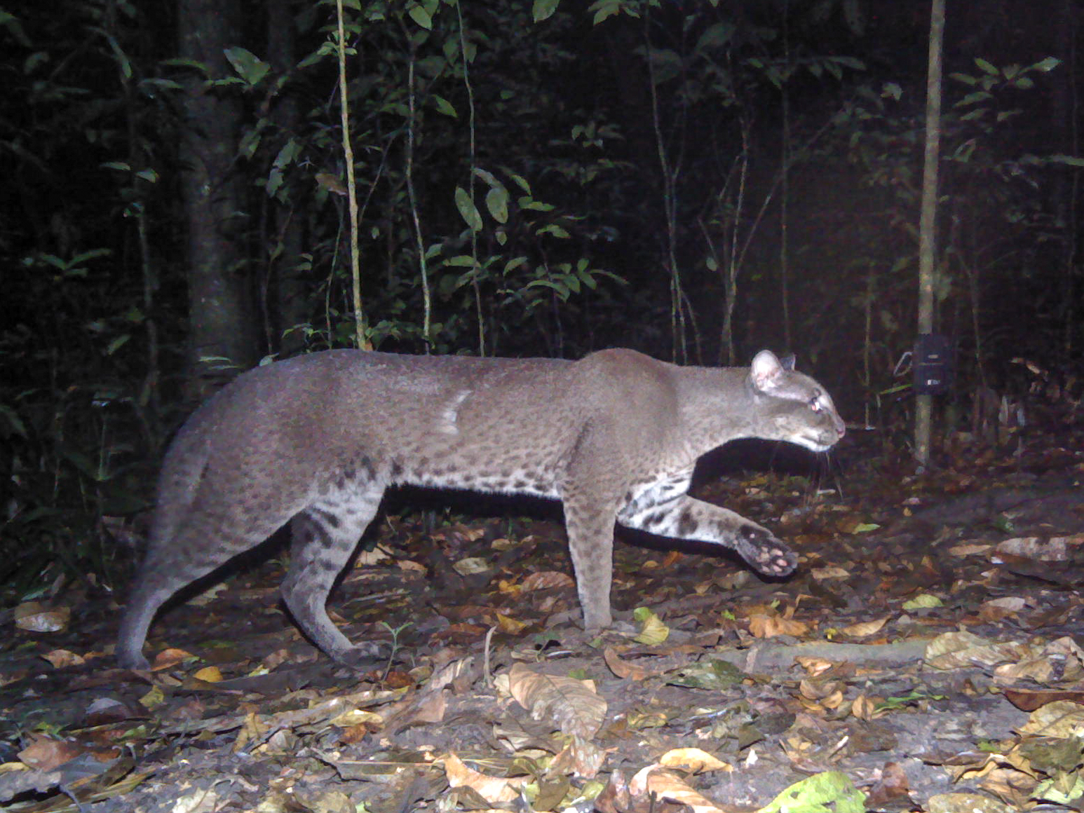 African Golden Cat Wallpapers - Wallpaper Cave