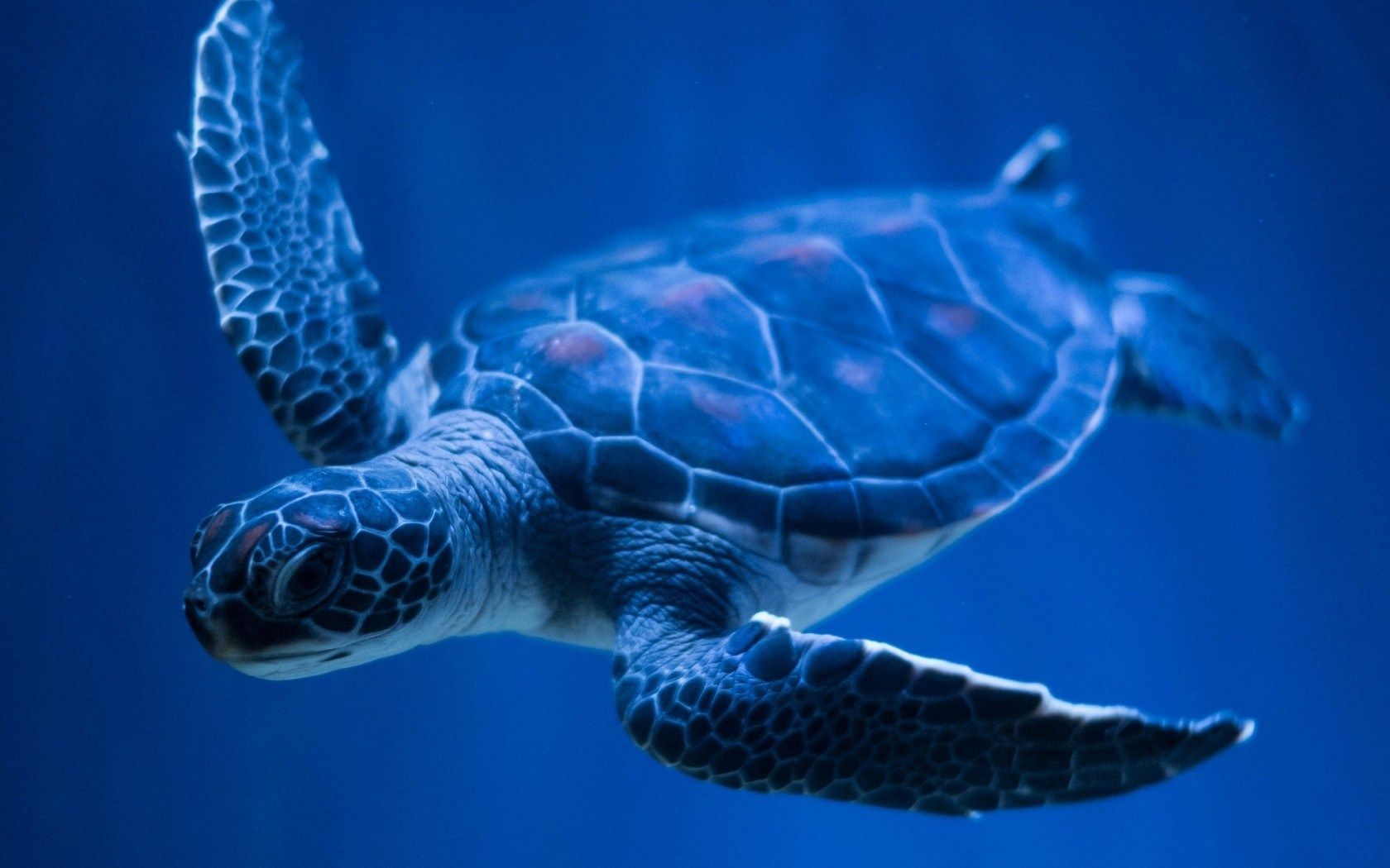 Sea turtle wallpaper, Turtle, Sea turtle